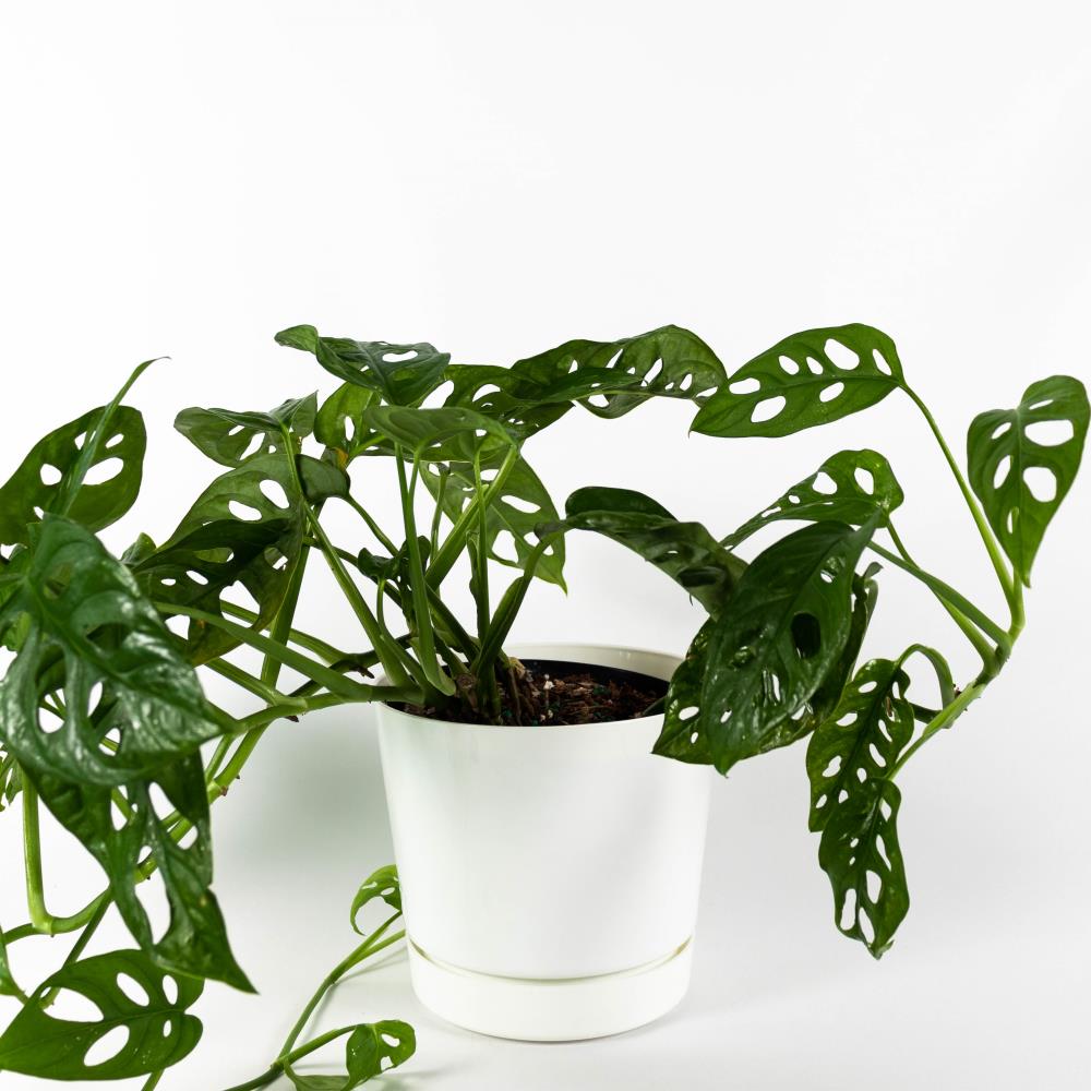 TropicalPlants.com ANFPHSWISSWSA06 6-in Mixed Monstera in Resin Pot