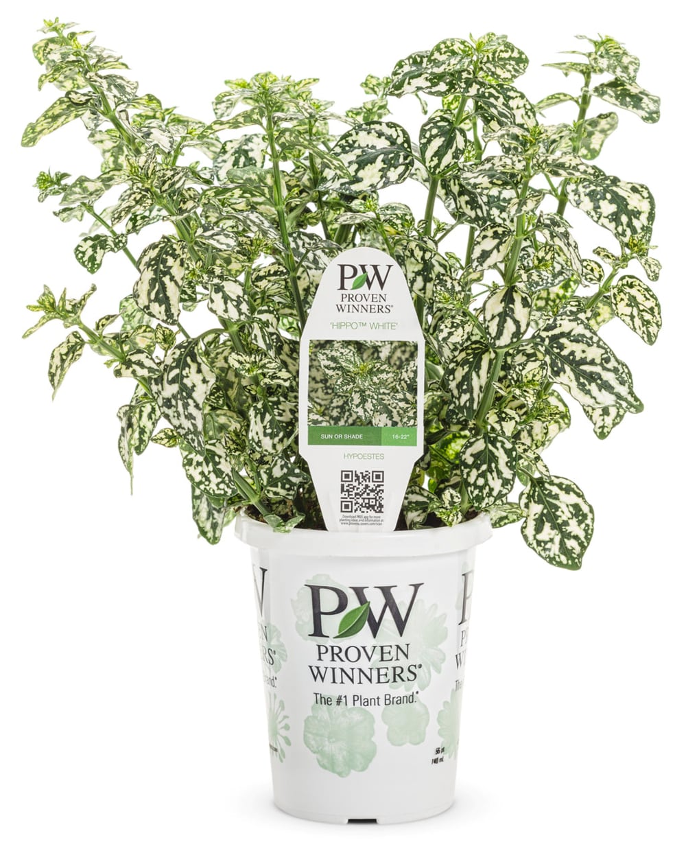 Proven Winners 5217688 annuals - View #2