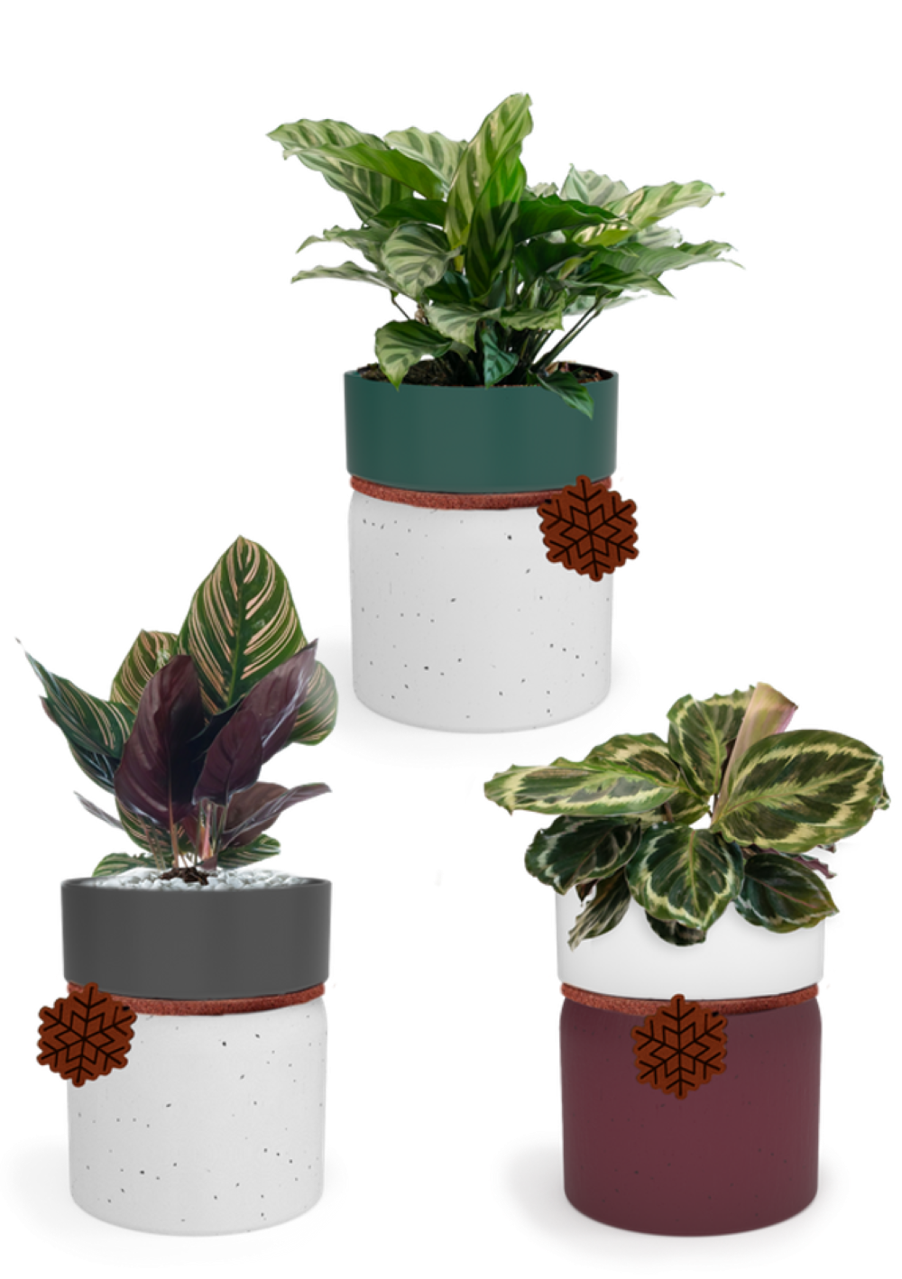 LiveTrends ASB07735 Crisp Air House plant in 12 Ounce(s) Pot 1 -Pack