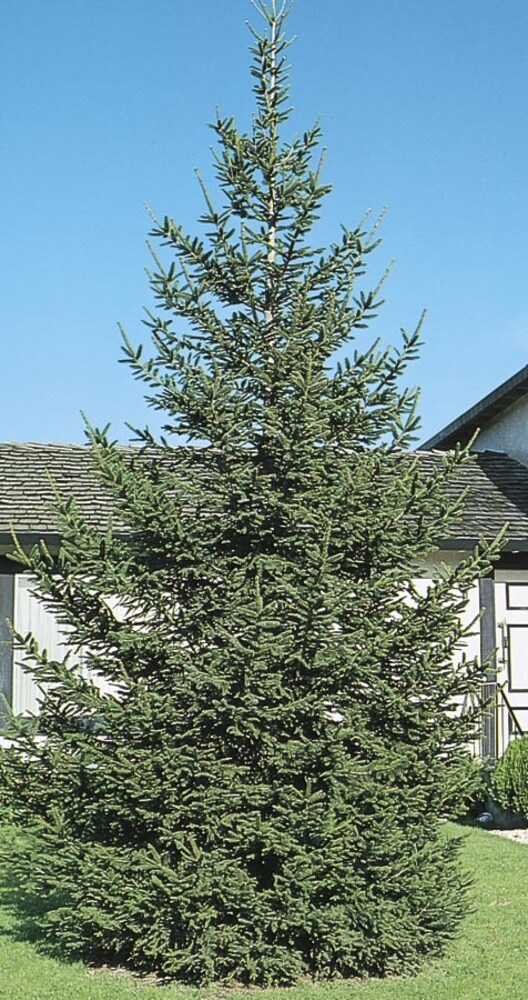 Lowe's NURSERY -Gallon Green Feature Norway Spruce In pot (with soil)