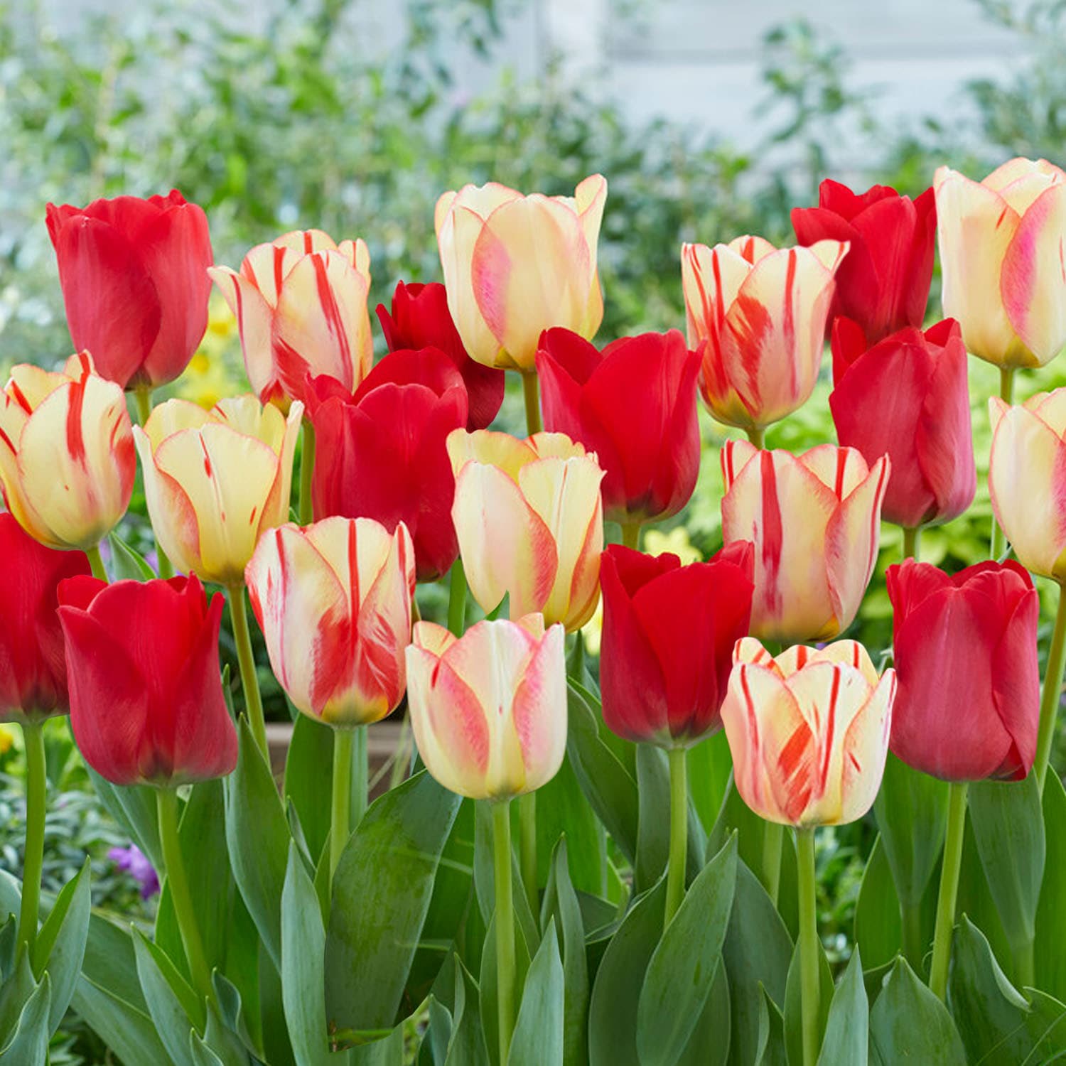 Garden State Bulb ECF-137-25-01 Multicolor Spryng Break Blend Triumph Tulip Bulbs 25 Count