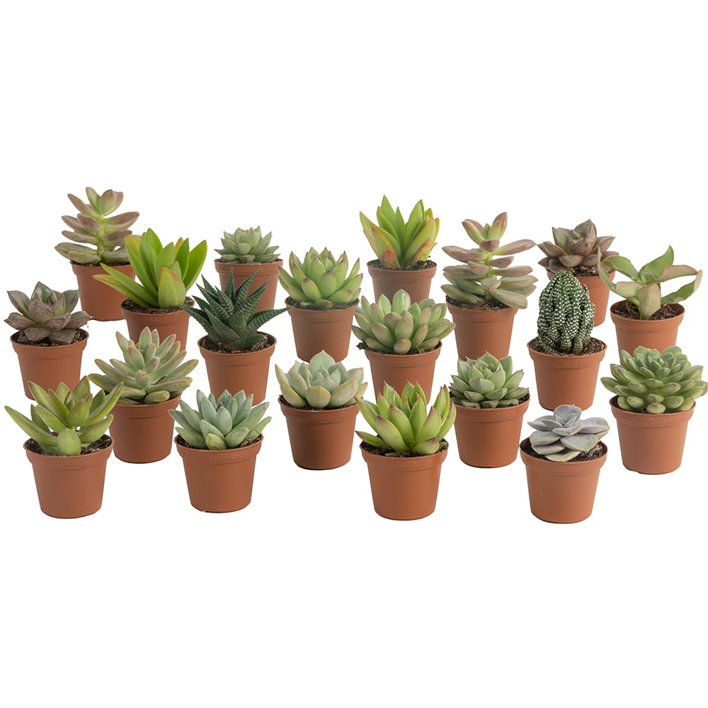 Costa Farms 20 Pack Succulents In 2 In Pot In The Succulents Department At