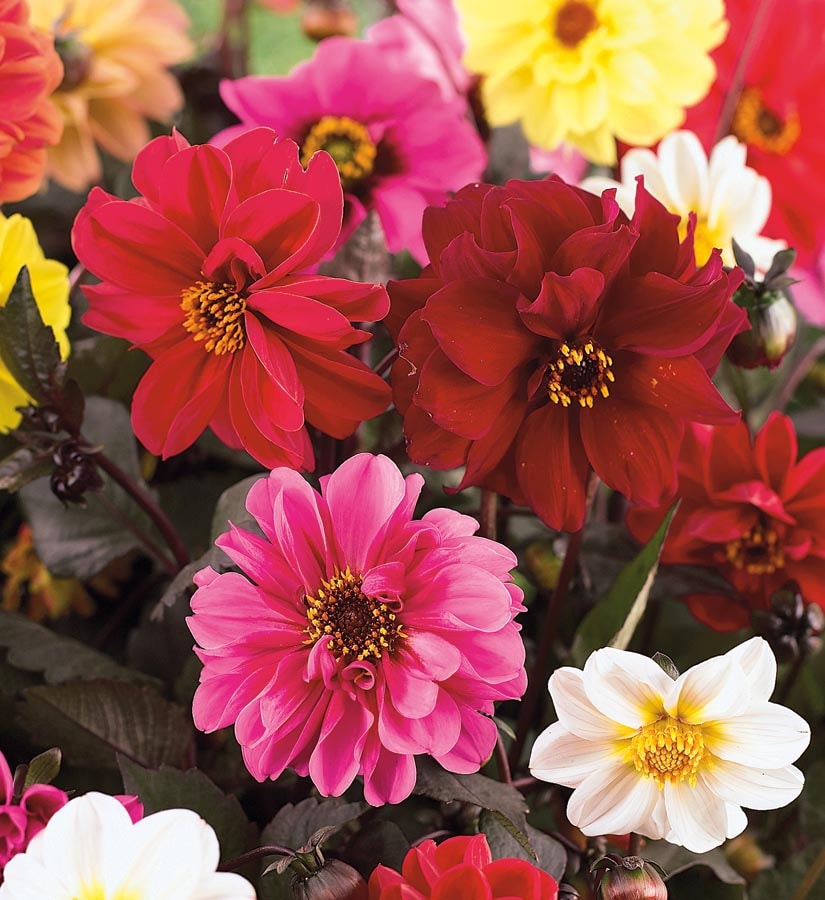 Lowe's Multicolor Dahlia in 2-Gallons Planter in the Annuals department ...