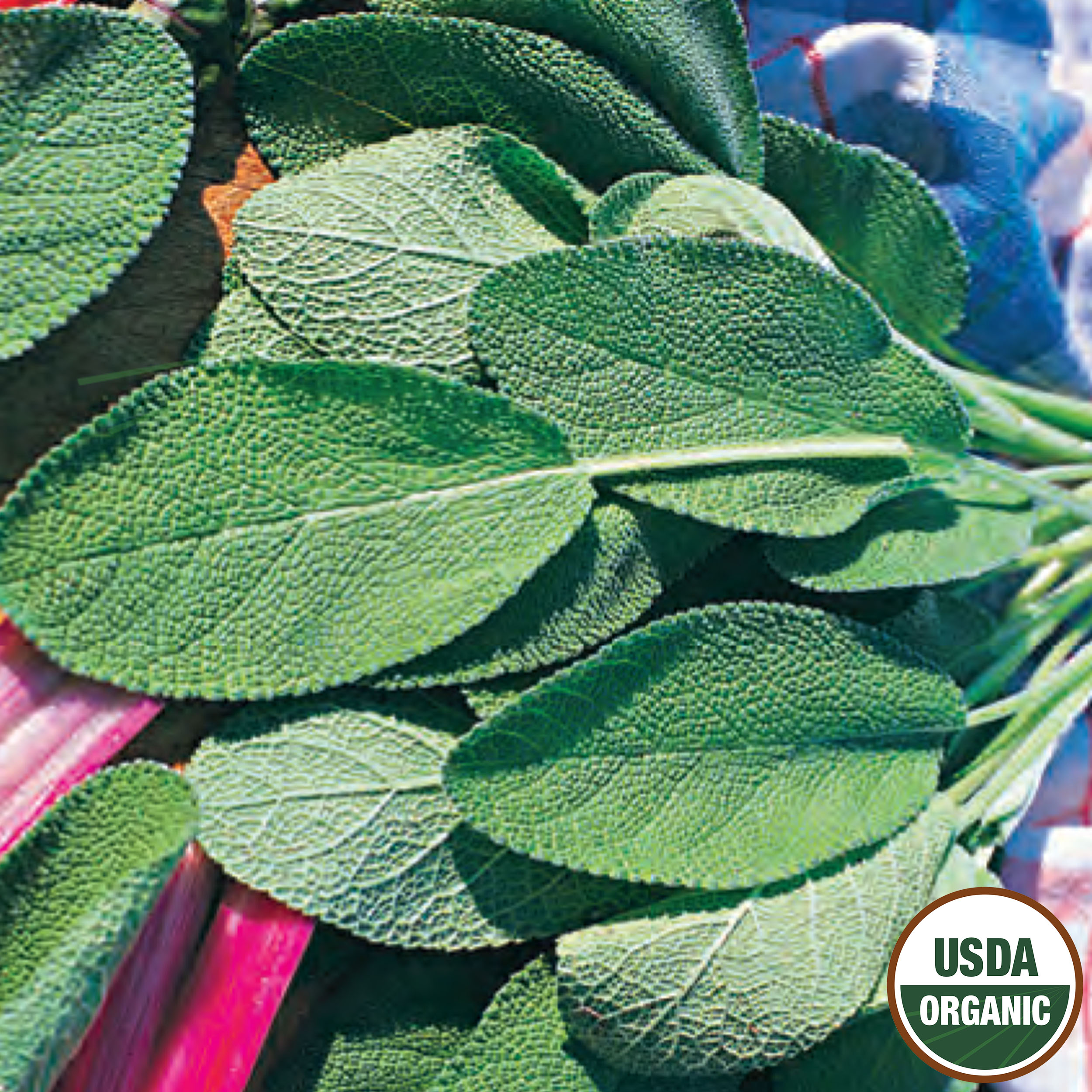 Ferry-Morse LC25.1370 Vegetable-Herb-Seeds - View #3