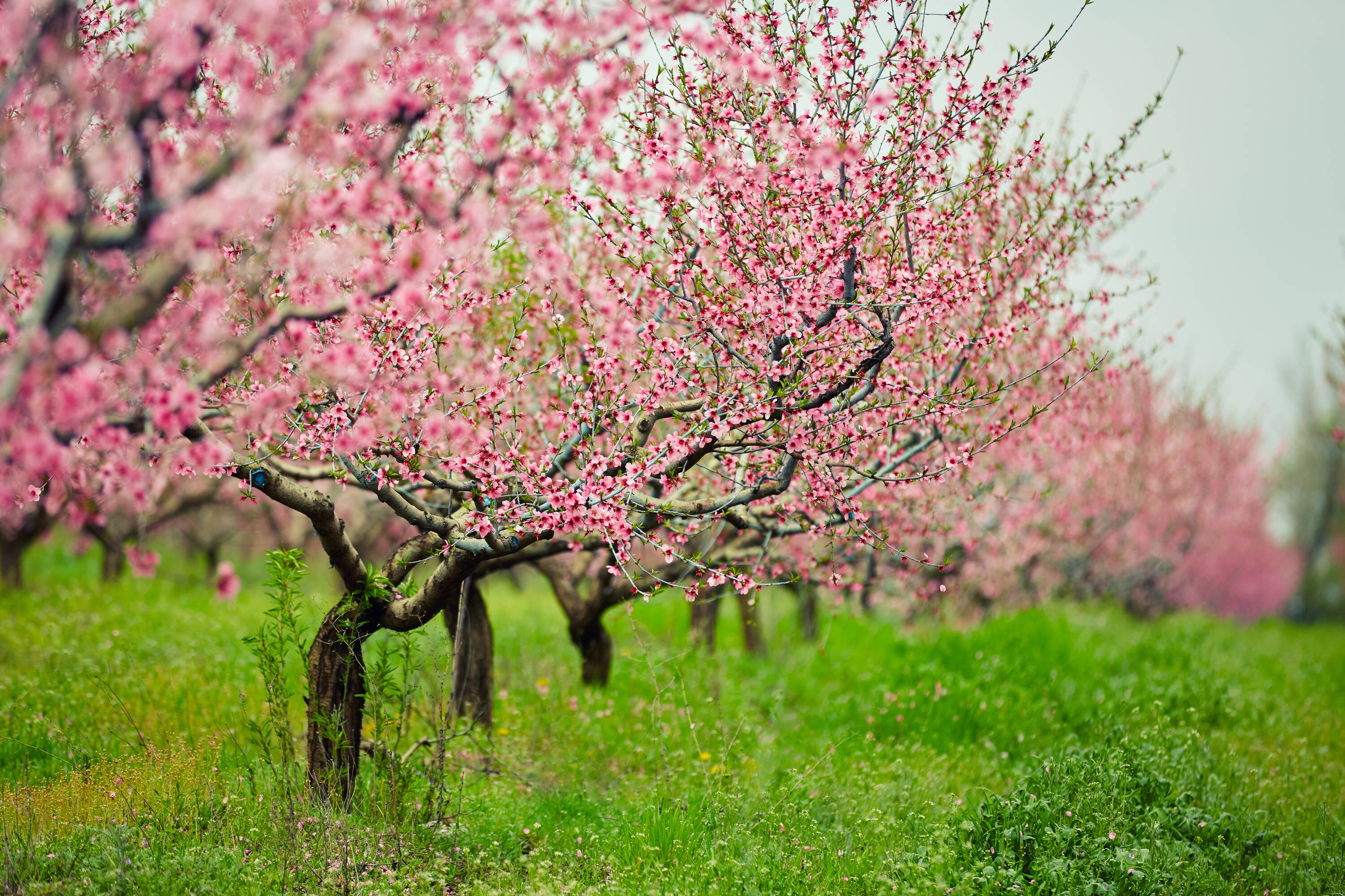 Online Orchards FTPE004 Fruit-Plants - View #3
