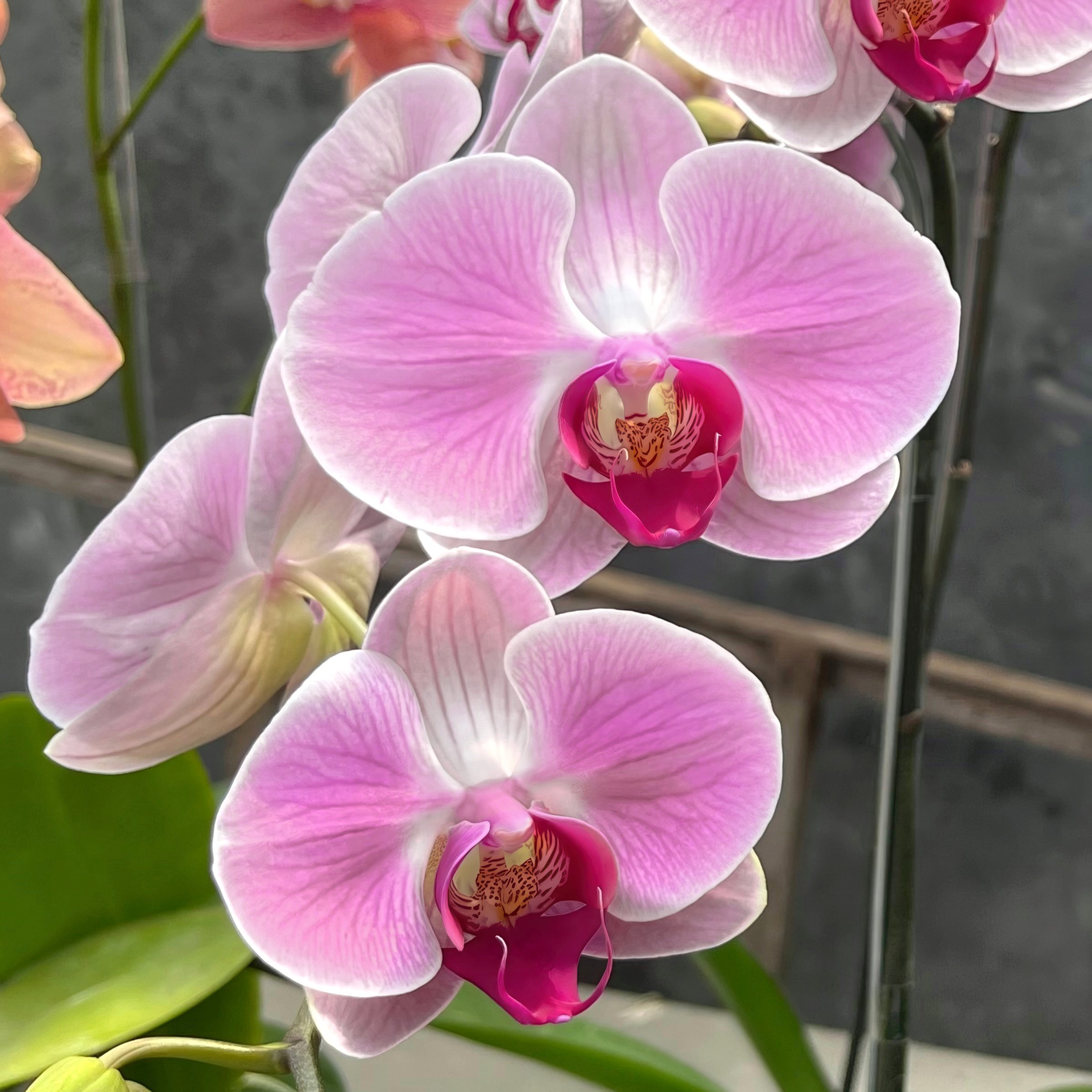 National Plant Network LW2547 hseplants - View #6