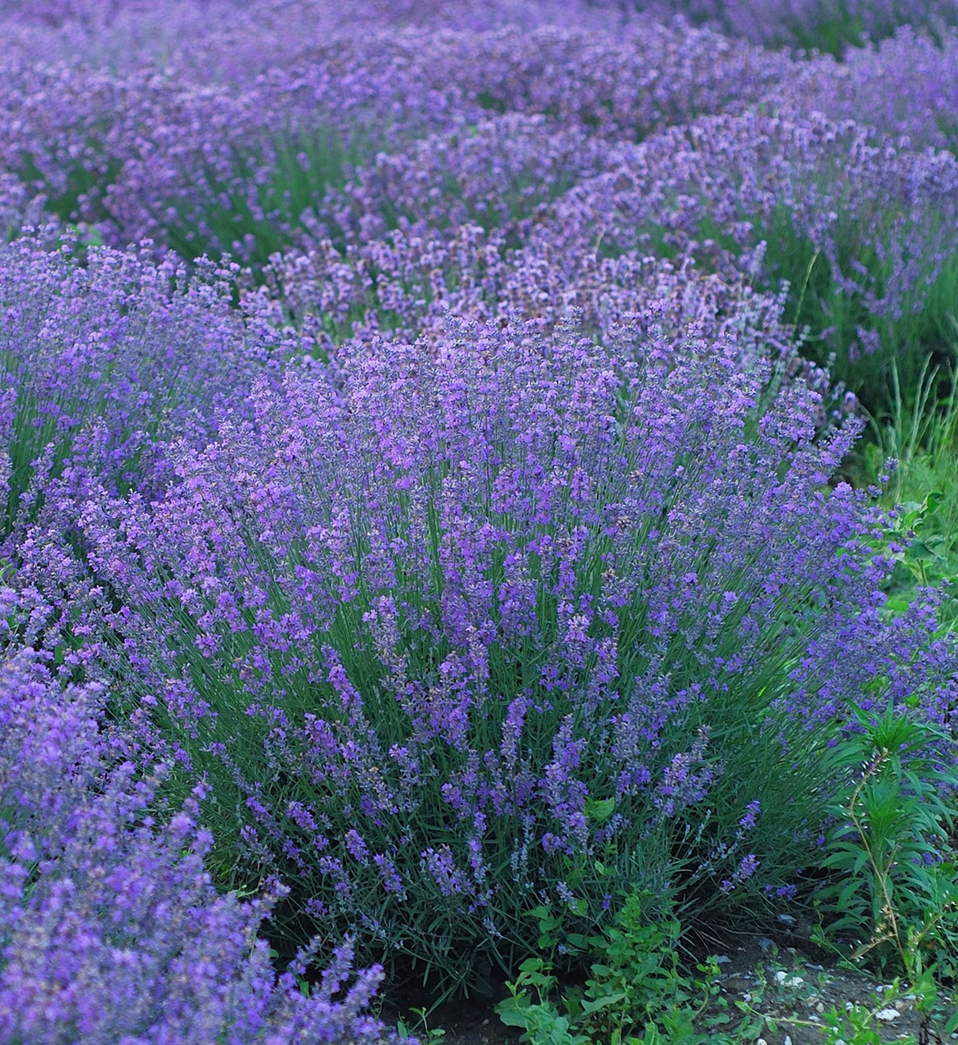 National Plant Network LW1577 perennials - View #3