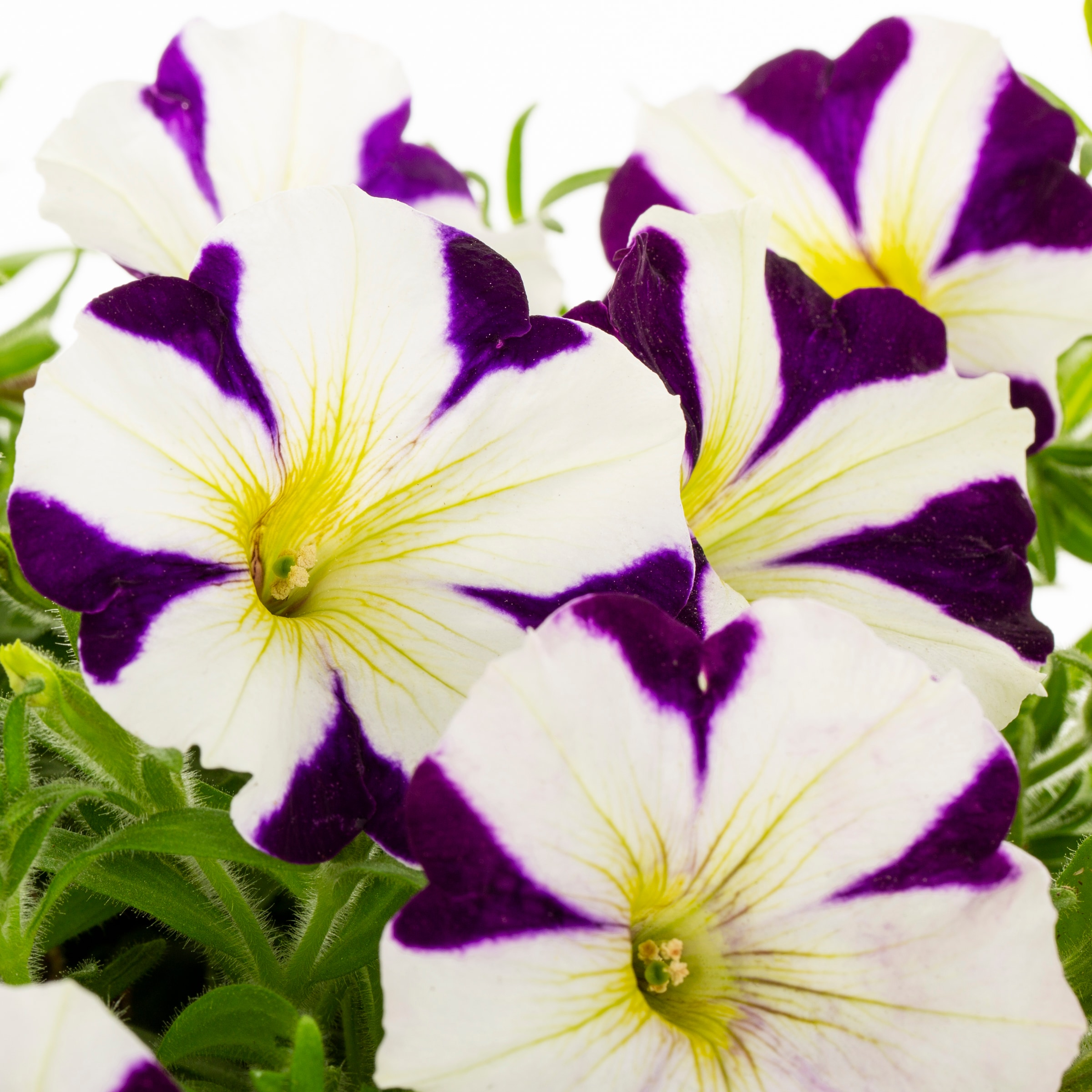 Lowe's 2671180 annuals - View #2