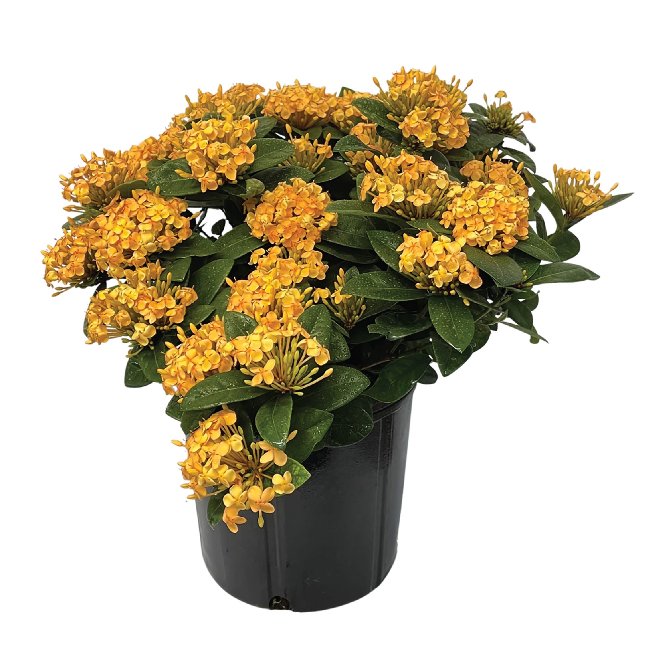 Nature's Way Farms 1.72 -Gallon Ixora Maui Flowering Shrub with