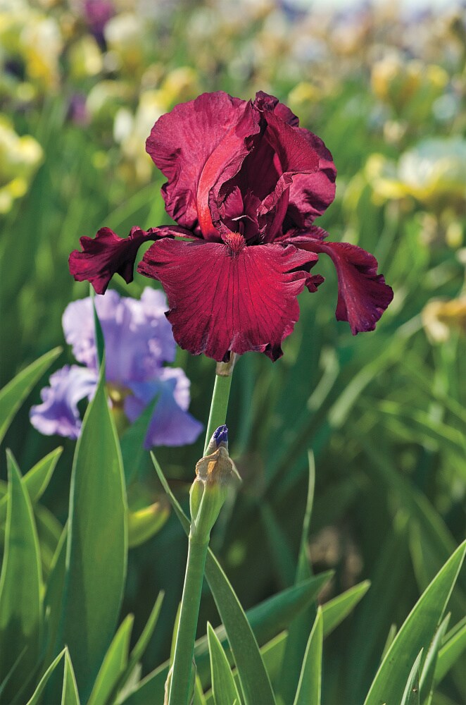 Spring Hill Nurseries 74864 Red Spartan Bearded Iris Perennial Plant in 1-Pack Bareroot