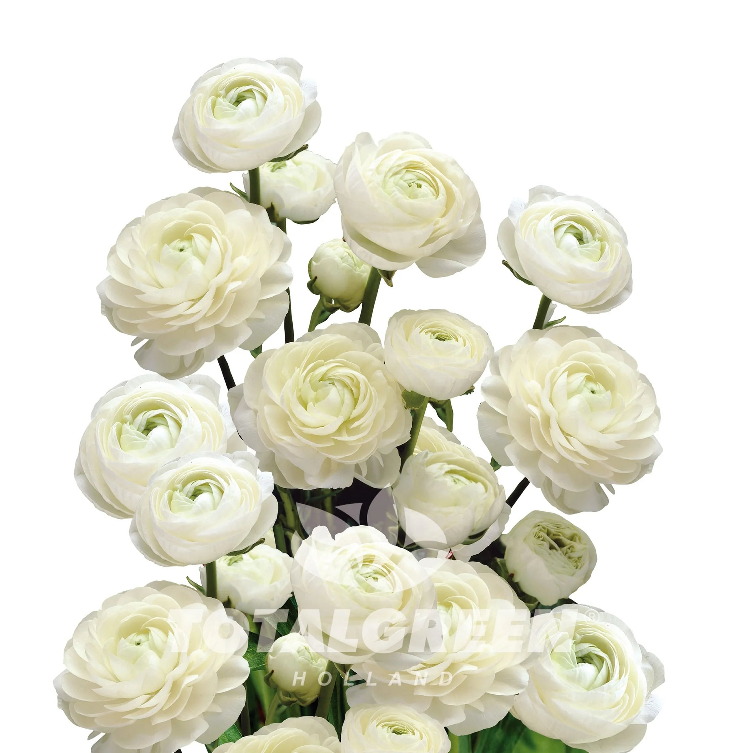 National Plant Network LW1643 White White Peony Plant in 1 -Pack Bareroot