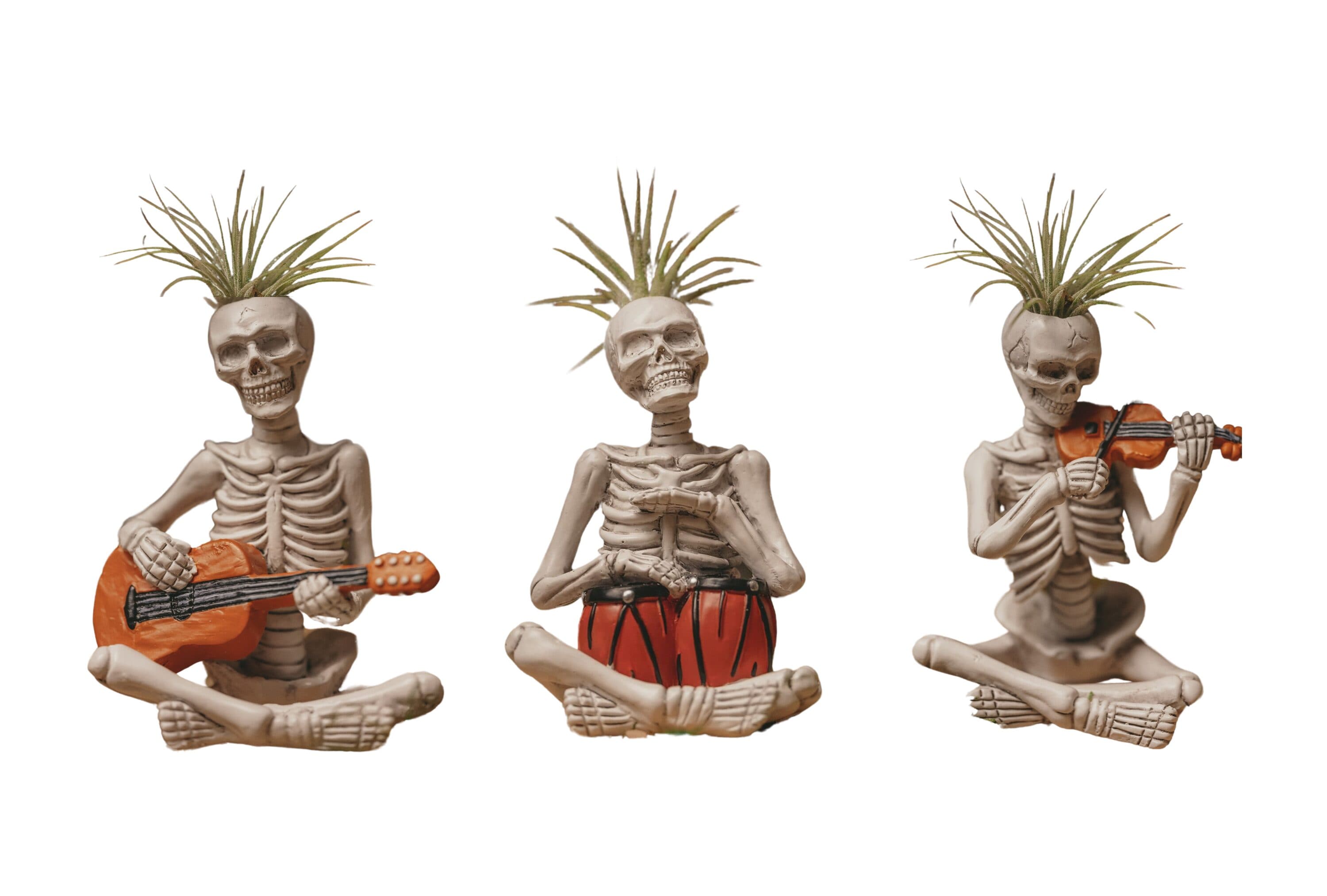 LiveTrends ASB07766 Band of Bones - Air Plant House plant in 3 -Pack Pot 1 -Pack