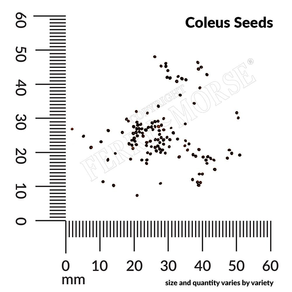 Ferry-Morse LC25.5521 seeds - View #4