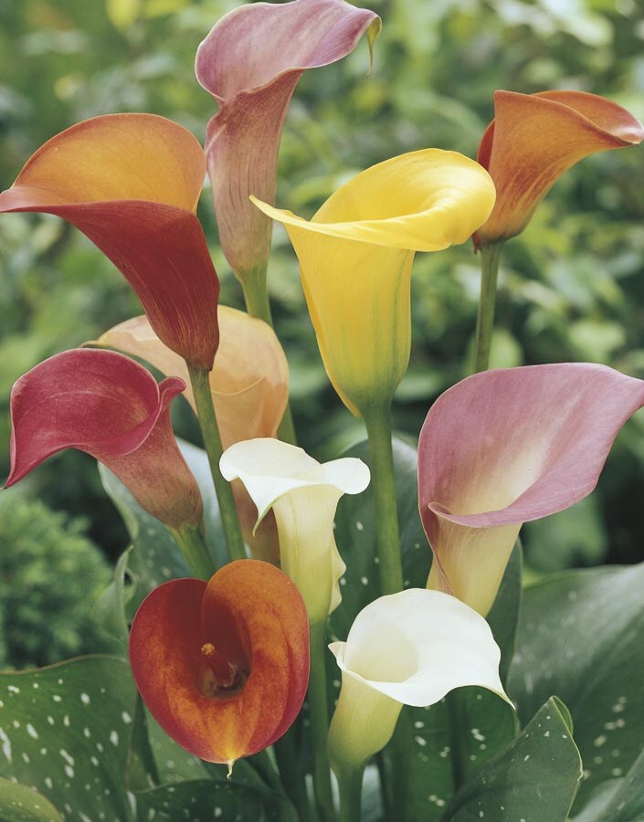 Calla Lily (Mixed) in  Pot in the Tropical Plants department at  