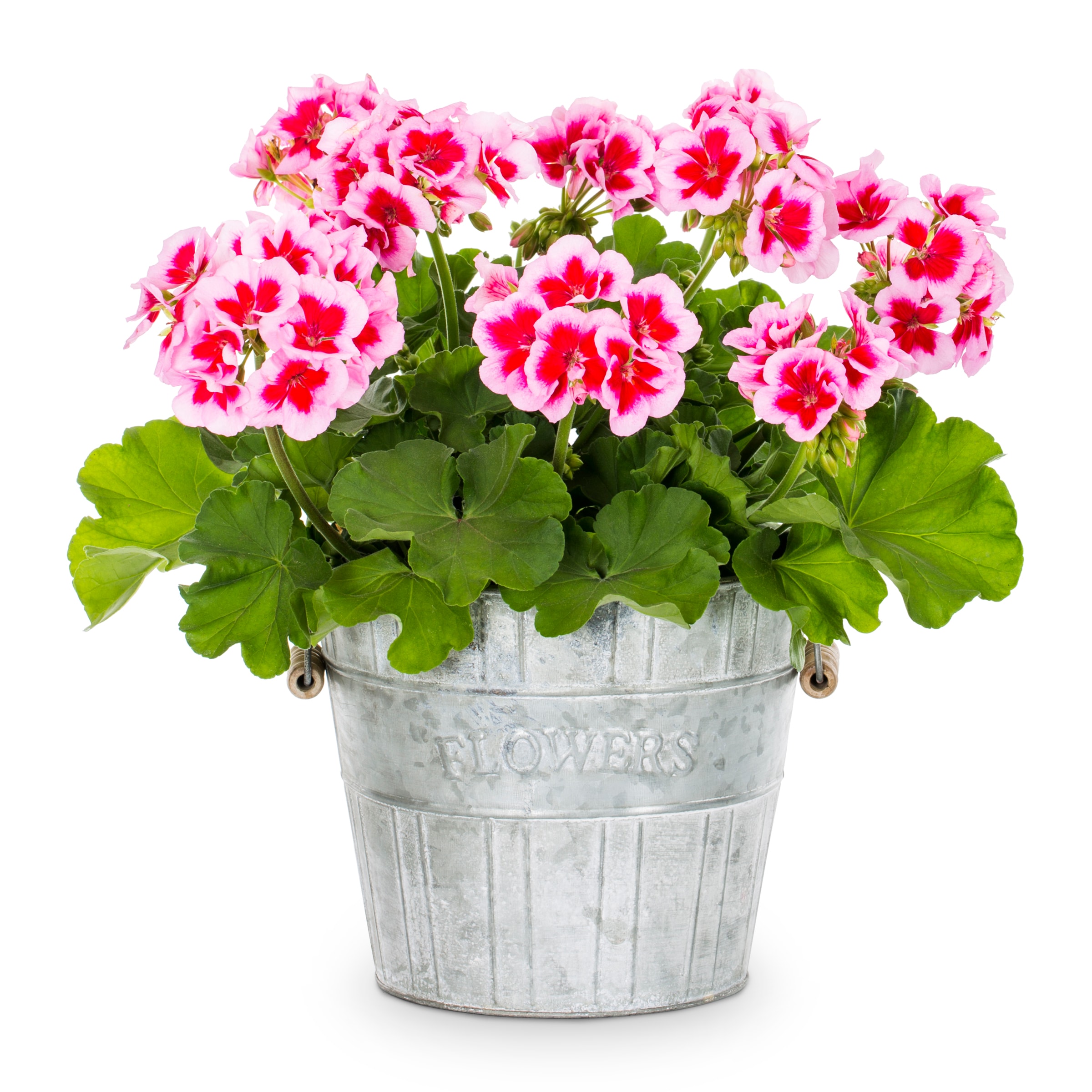 Lowe's Multicolor Zonal Geranium in 3-Quart Planter in the Annuals ...