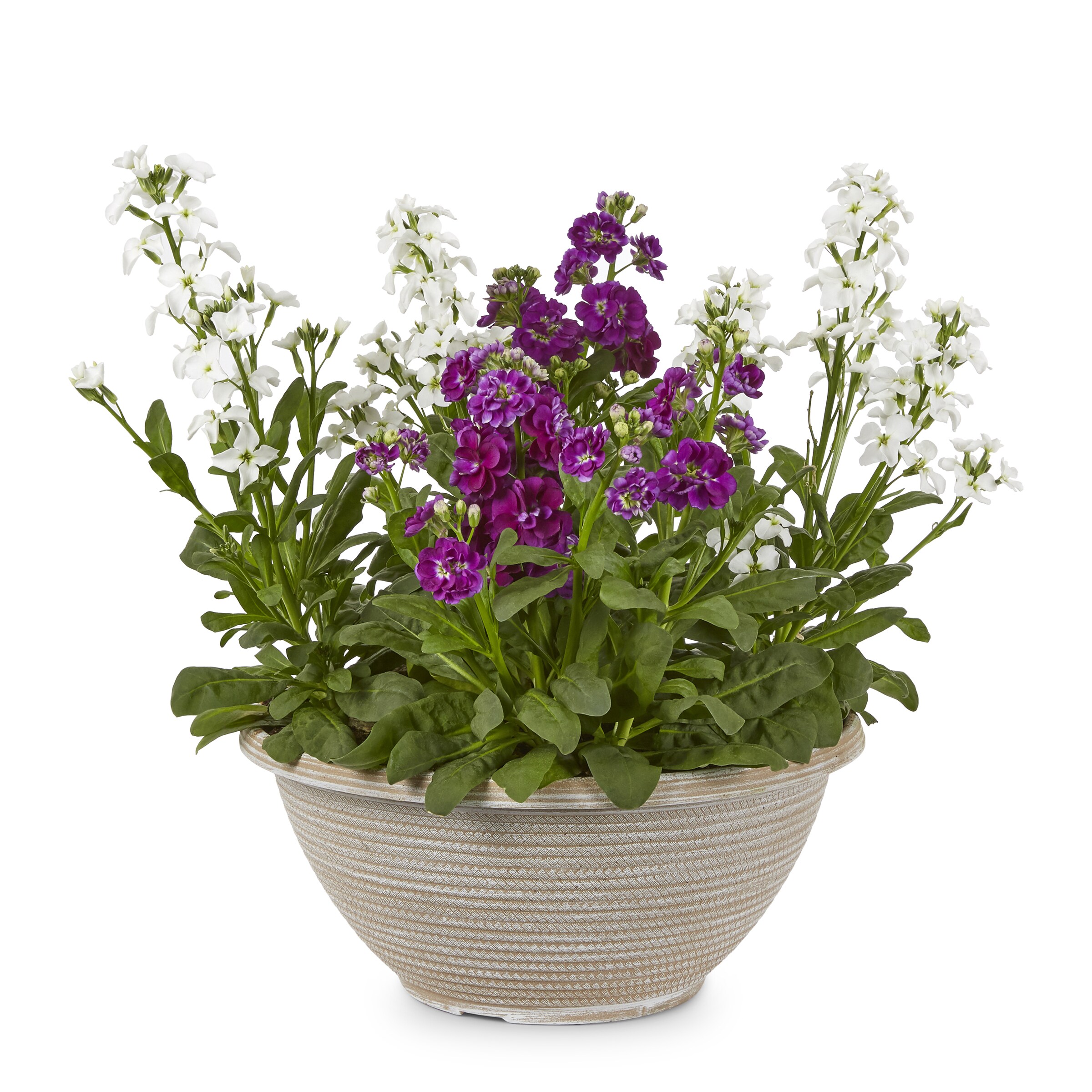Lowe's NURSERY annuals - View #3