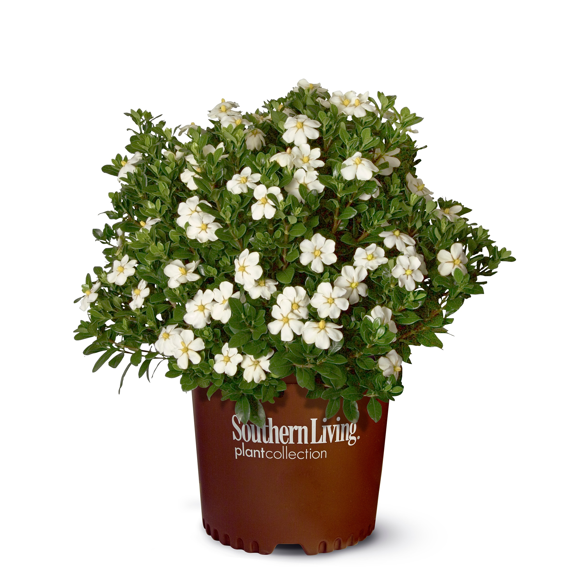 Southern Living Plant Collection 2102Q-2 shrubs - View #7