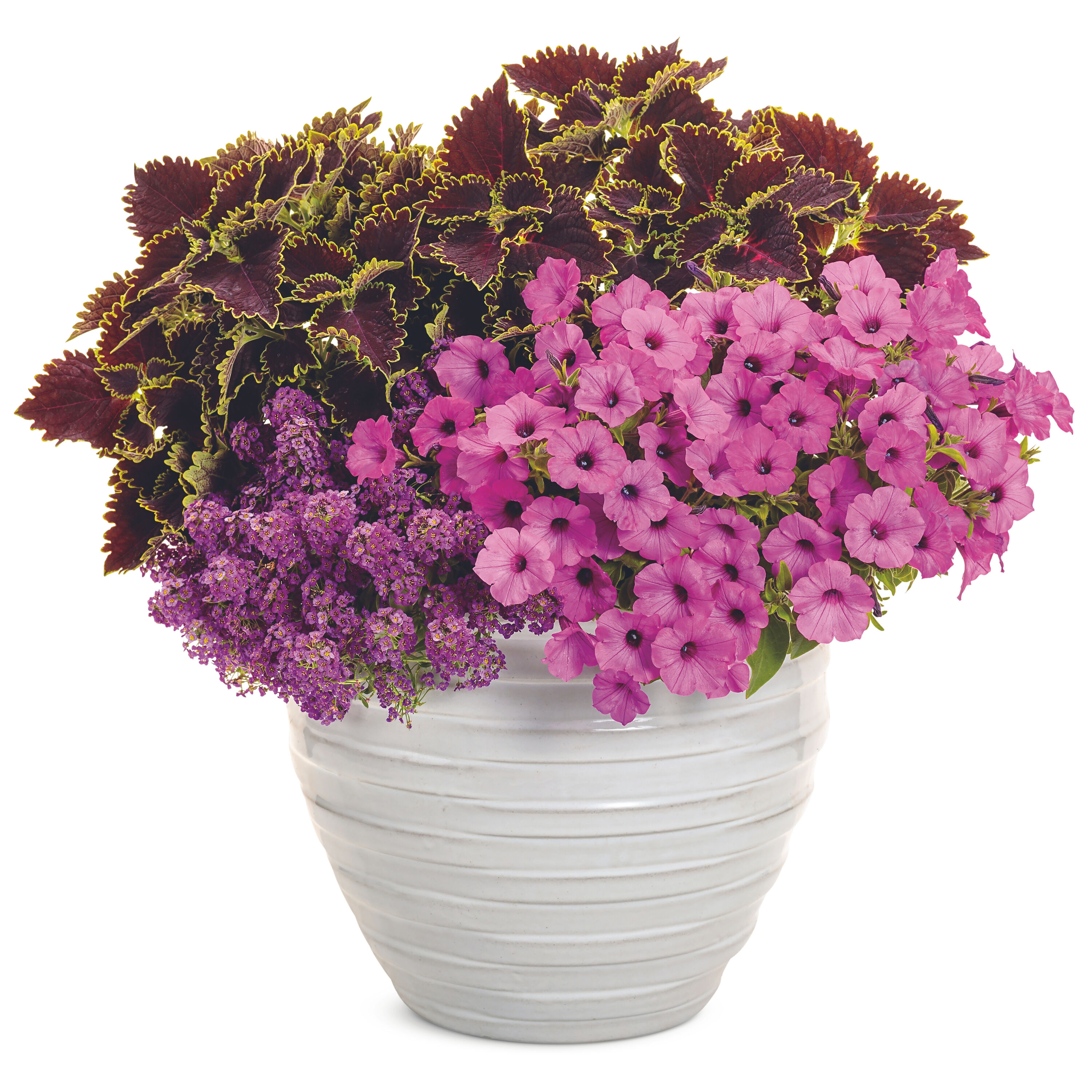 Proven Winners LBLPRW1077504 annuals - View #6
