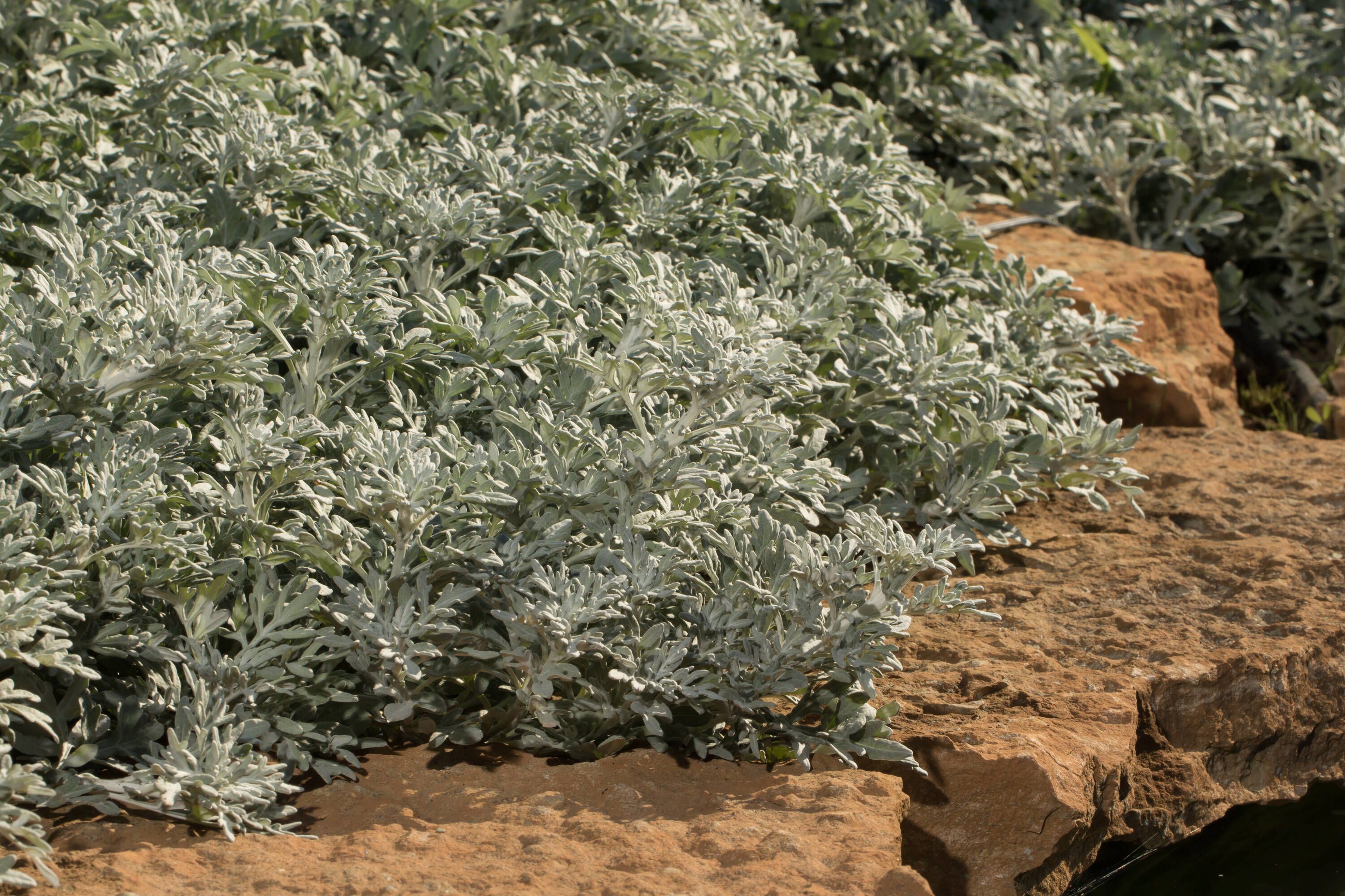 Proven Winners ARTPRW1047800 perennials - View #3