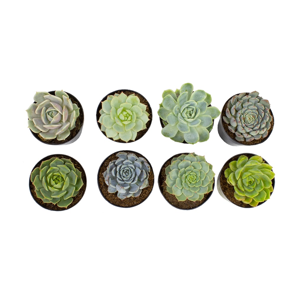 Altman Plants 0880055 Cacti-Succulents - View #3