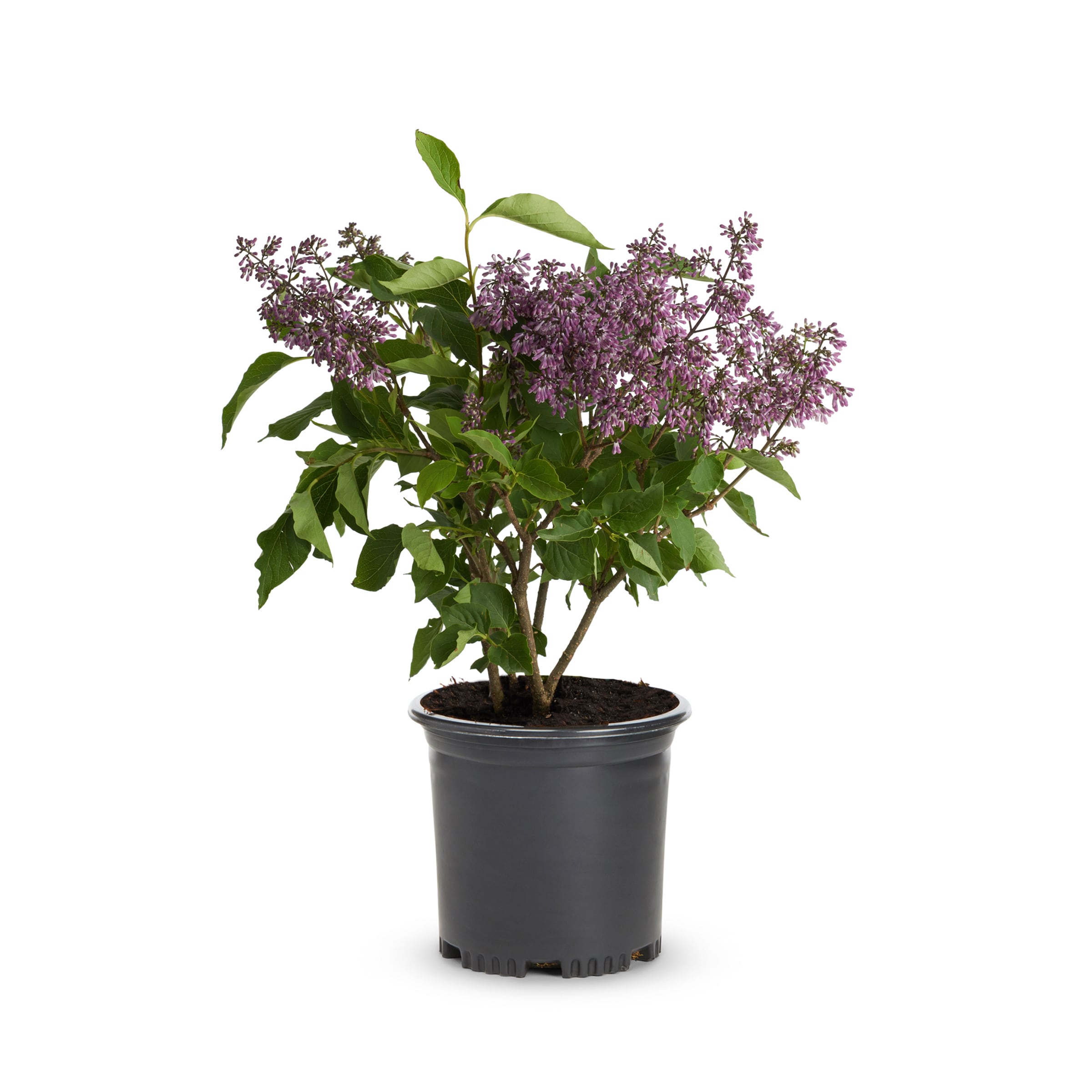 Lowe's NURSERY Lilac Shrub in 3.58-Gallon