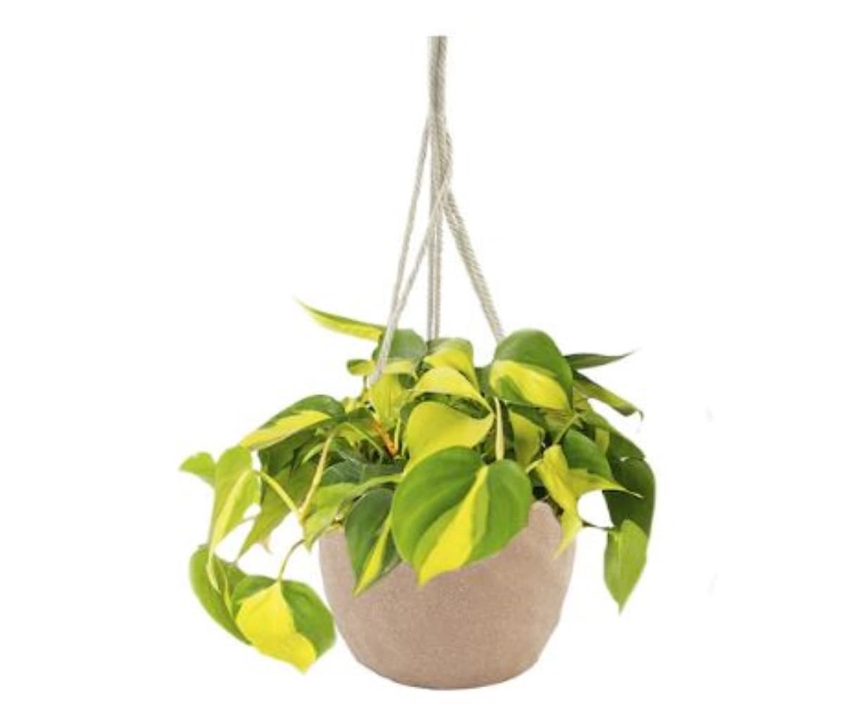 LiveTrends ASB06980 Autumn Pink - Philodendron Brasil House plant in 4 Inch(es) Hanging basket 1.0 -Pack