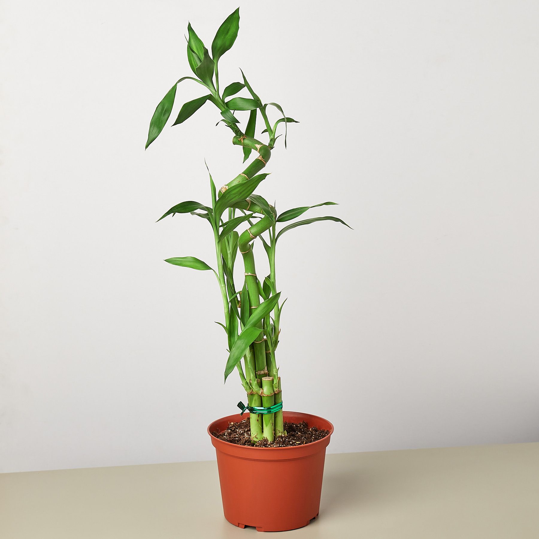 House Plant Shop 6-DRACAENA-LUCKYBAM Bicolor Dragon Tree Lucky Bamboo House Plant in 1-Pack Pot