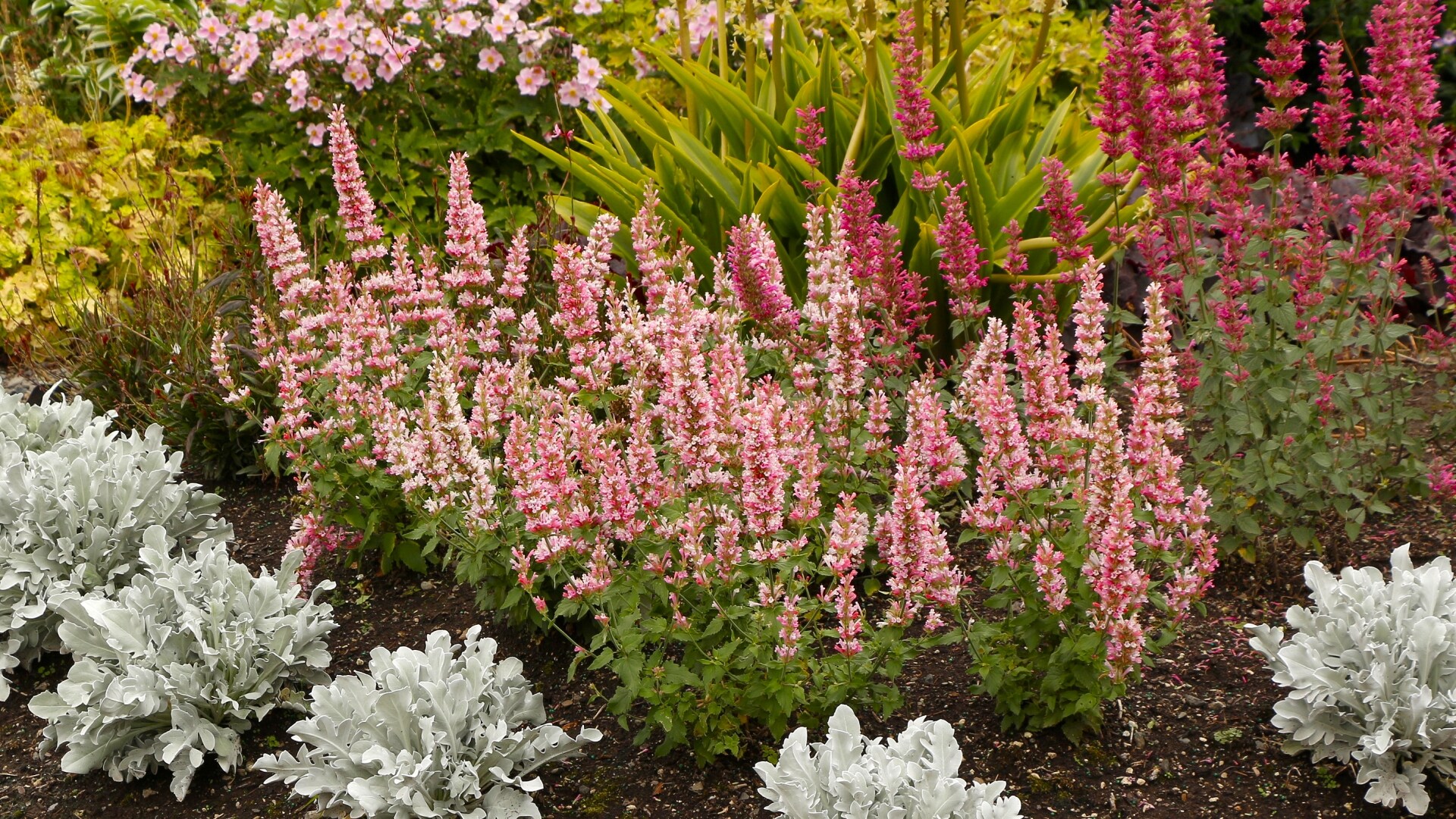 National Plant Network LW1518 perennials - View #2