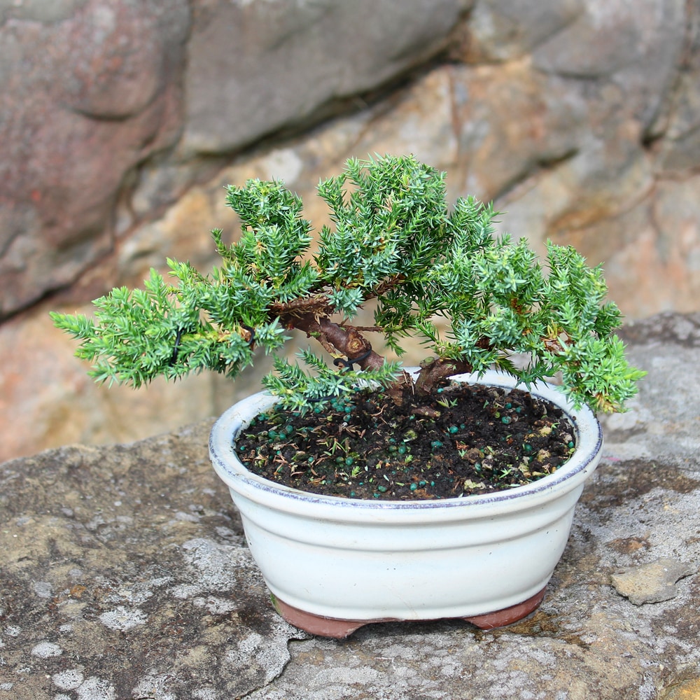 Brussel's Bonsai 1-in Feature Green Mound Juniper Bonsai Kit In Pot (With  Soil) in the Trees department at