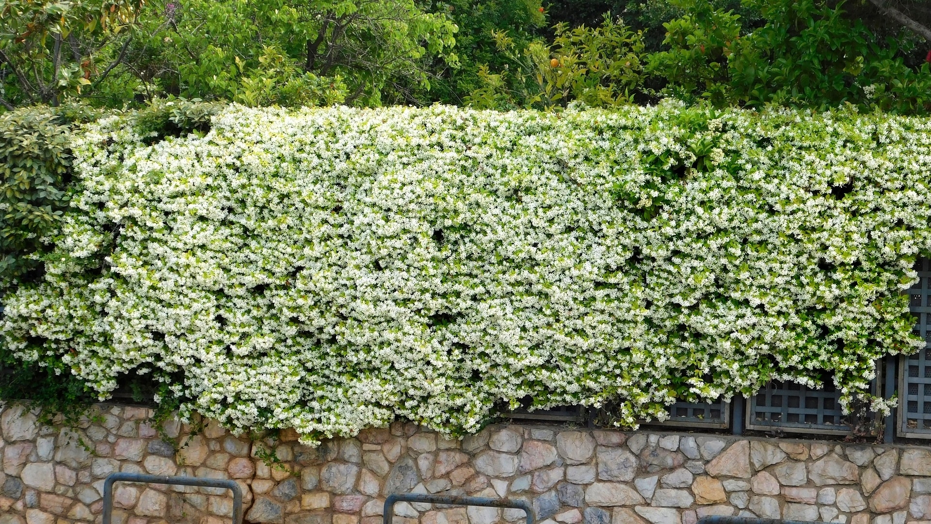 National Plant Network LW1622 White Star Jasmine Plant in 2.5 -in Pot 3 -Pack