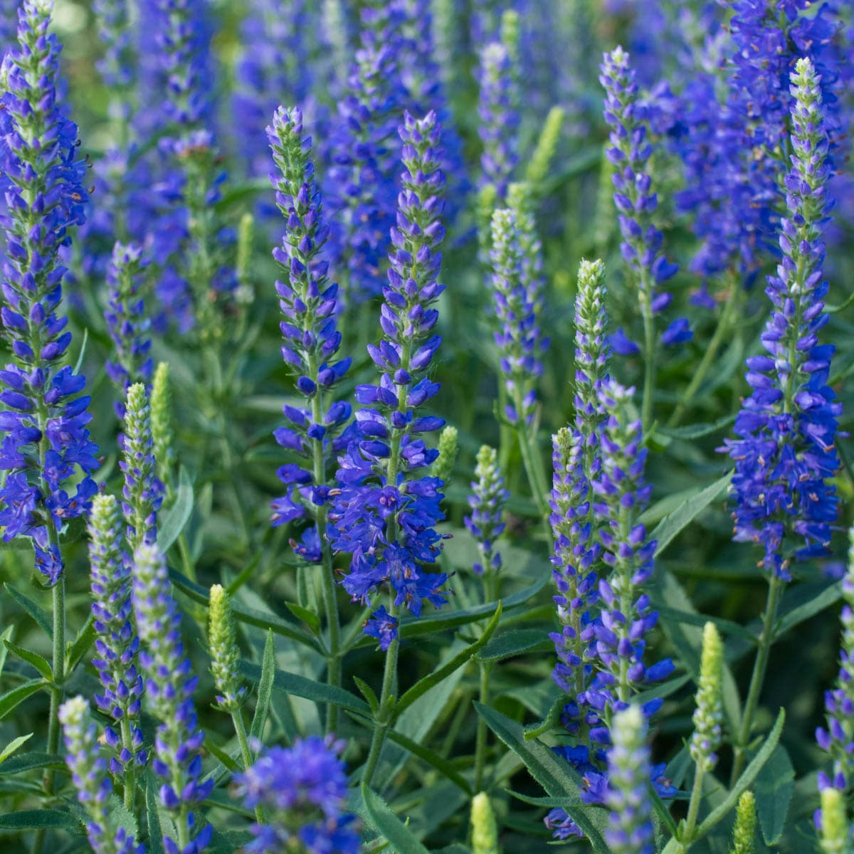 Spring Hill Nurseries Violet Flowering Glory Royal Candles Speedwell ...