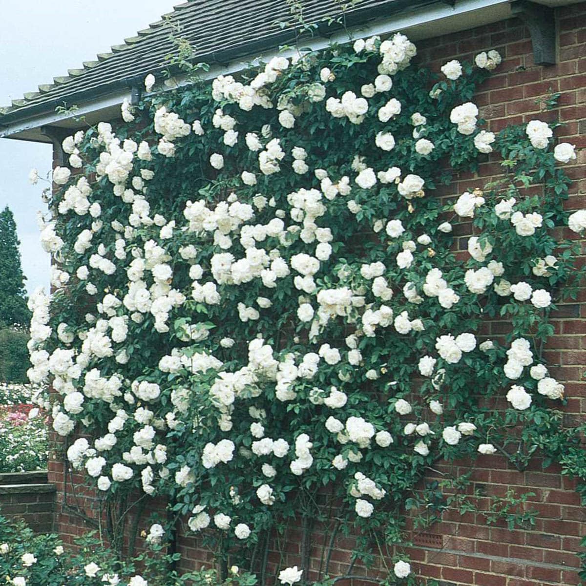 Spring Hill Nurseries 86097 roses - View #2