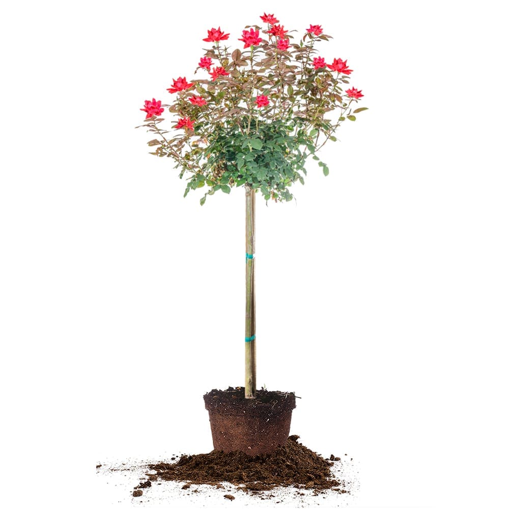 Perfect Plants DOUBLEREDTREE 3 -Gallon Red Flowering Double Red Knockout Rose Tree In pot (with soil)