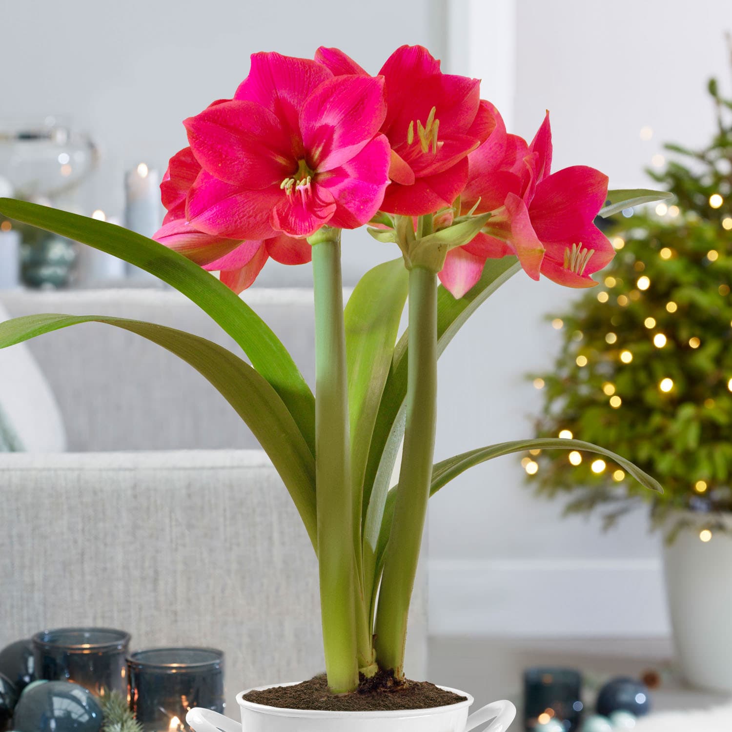 Garden State Bulb ECH-29-06-02 Plant-Bulbs - View #6