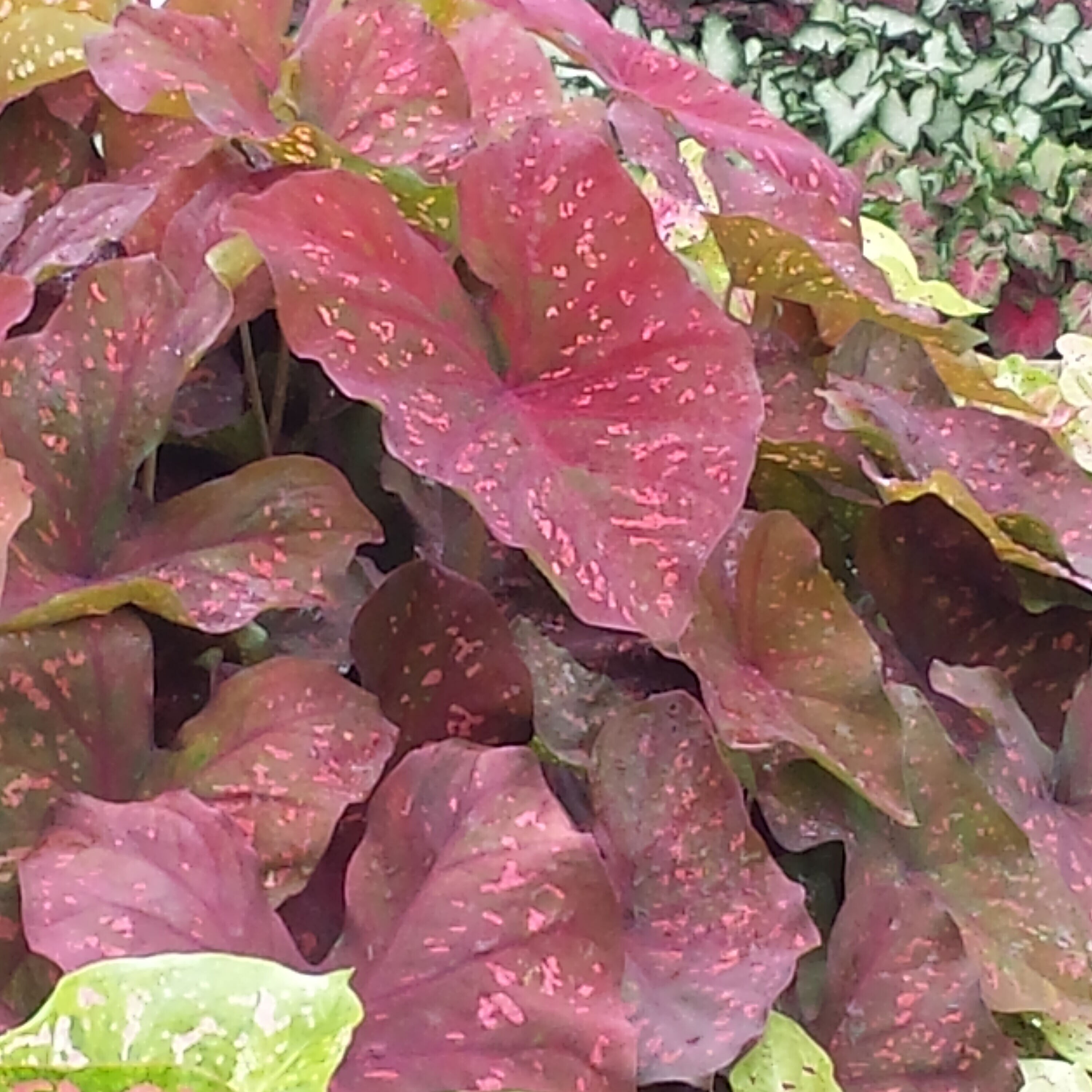 Proven Winners CLDPRW1437800 annuals - View #3