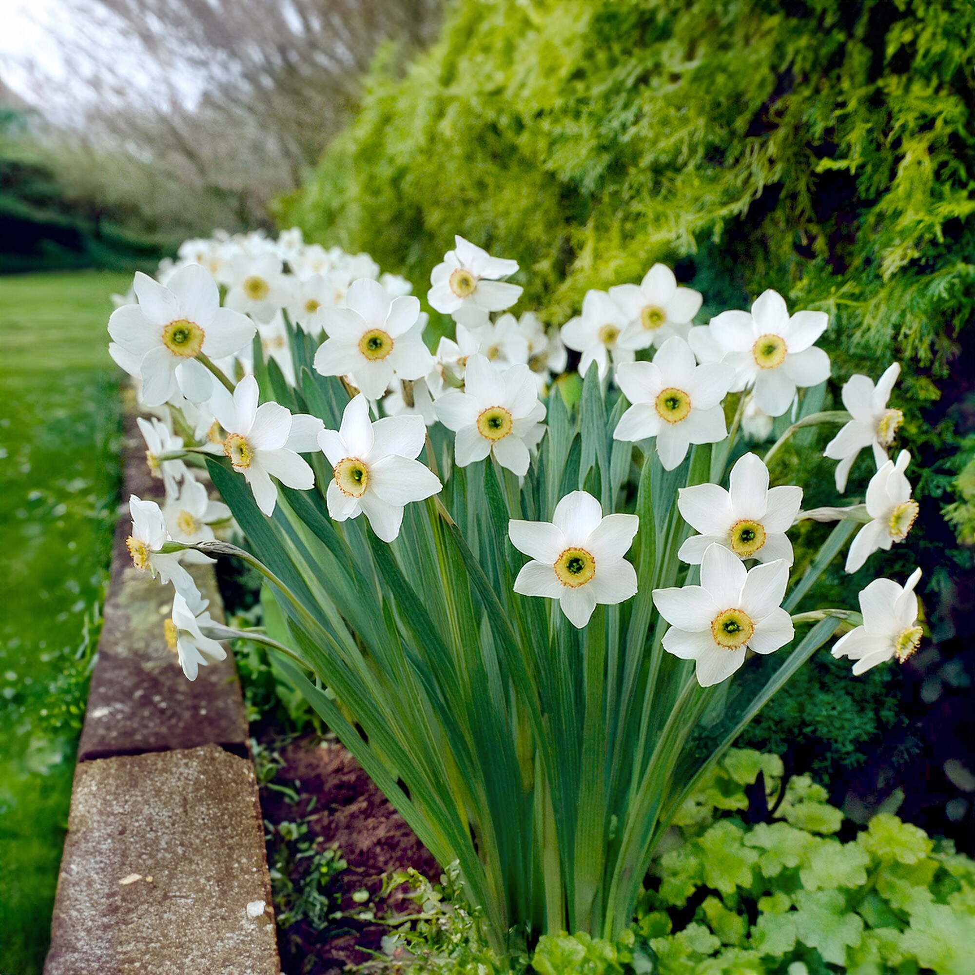 Garden State Bulb ECF-119-25-01 Plant-Bulbs - View #6