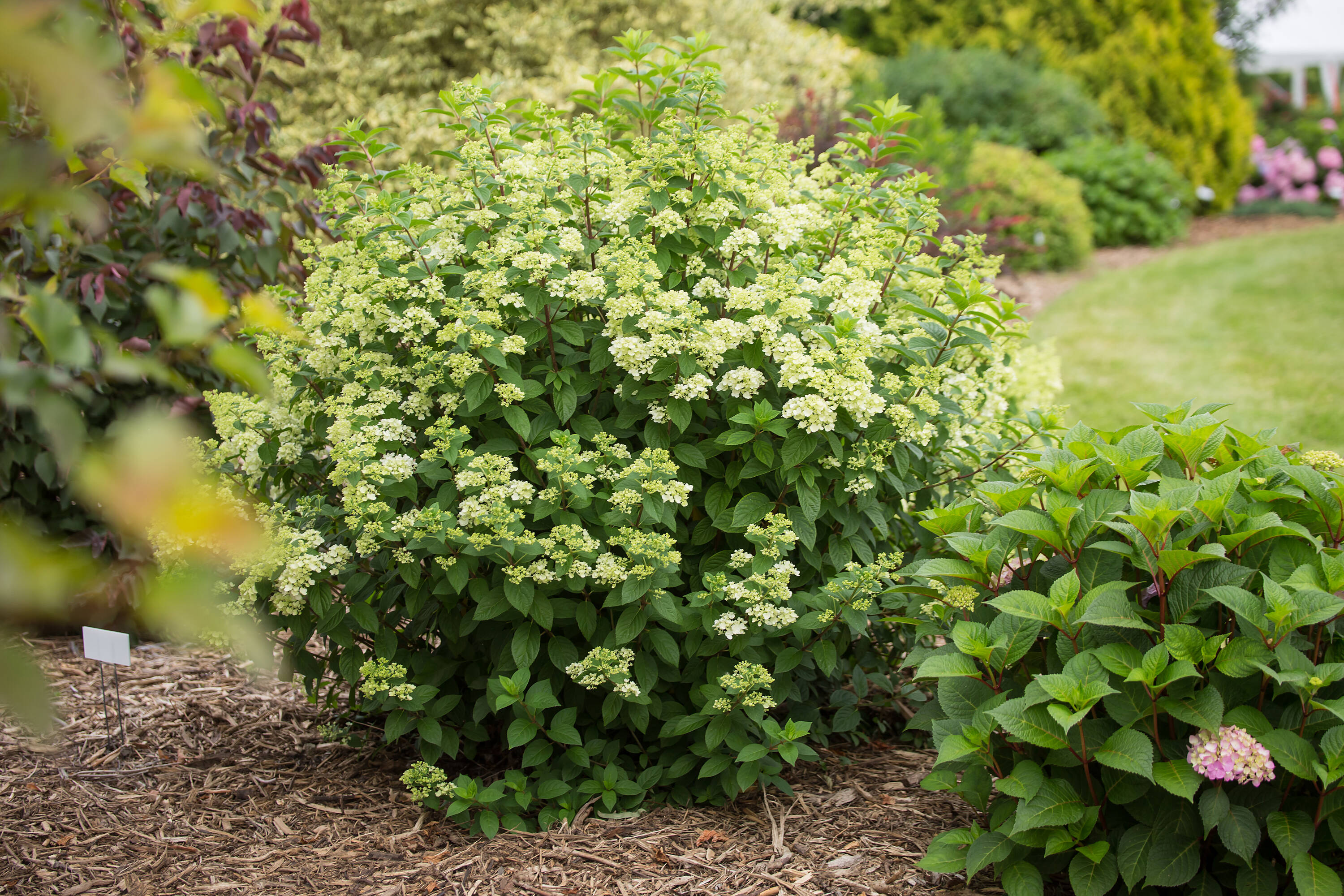Lowe's NURSERY shrubs - View #8