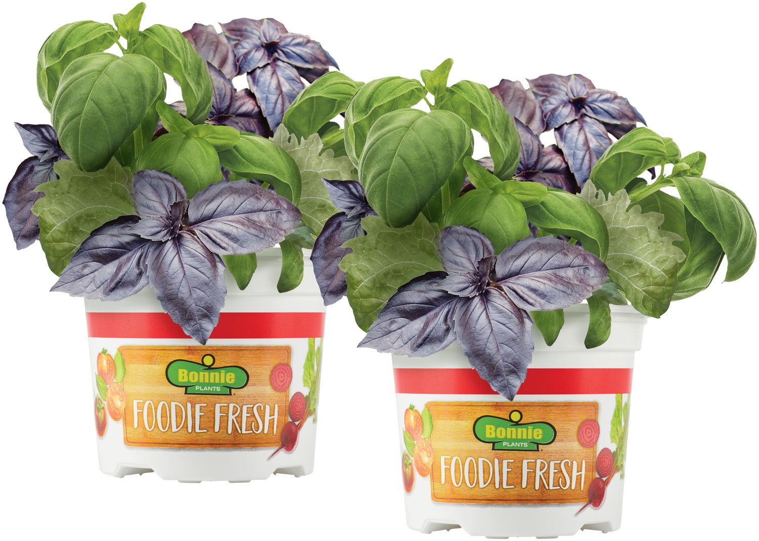 Lavender (2 Pack) – Bonnie Plants