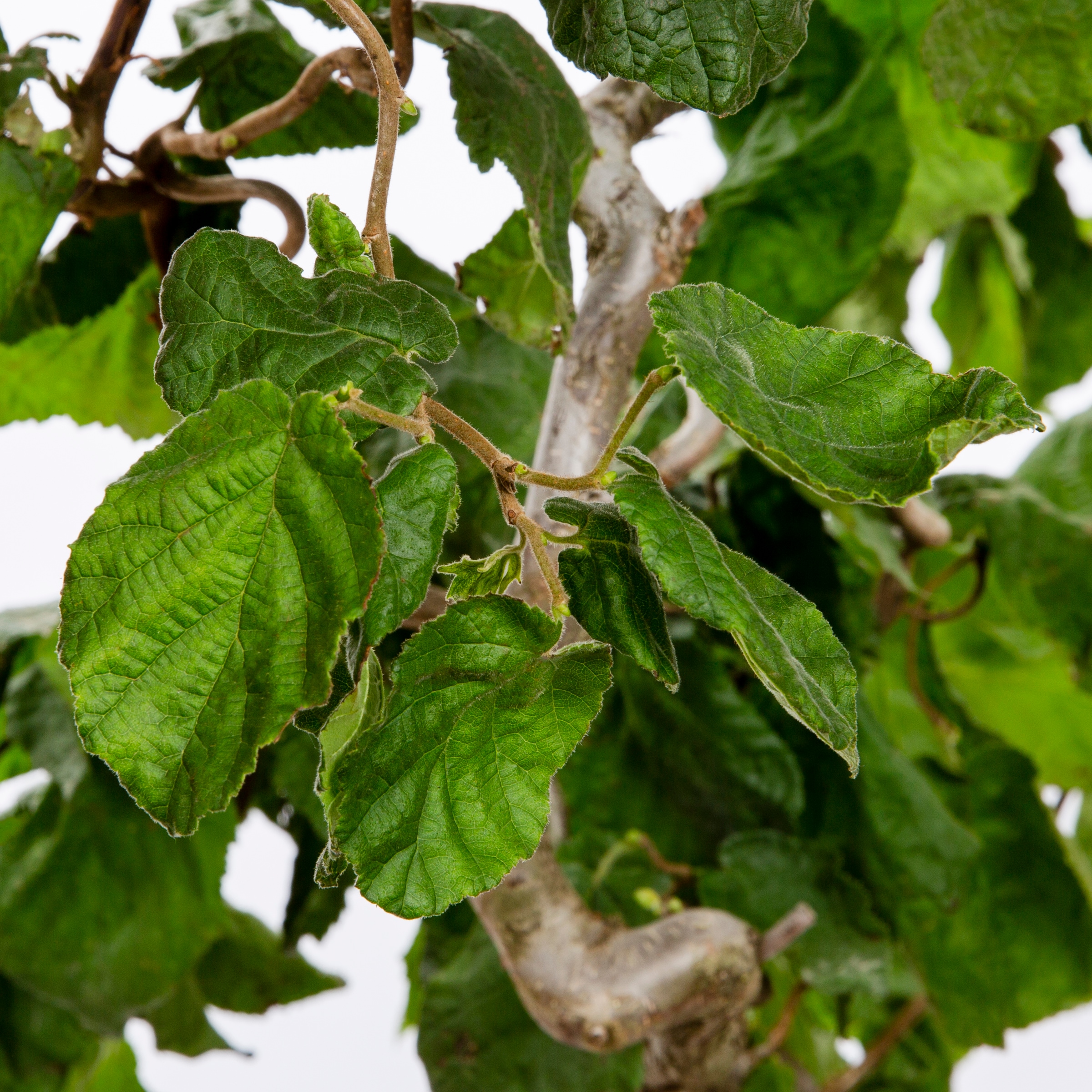 Monrovia 017455 trees - View #2