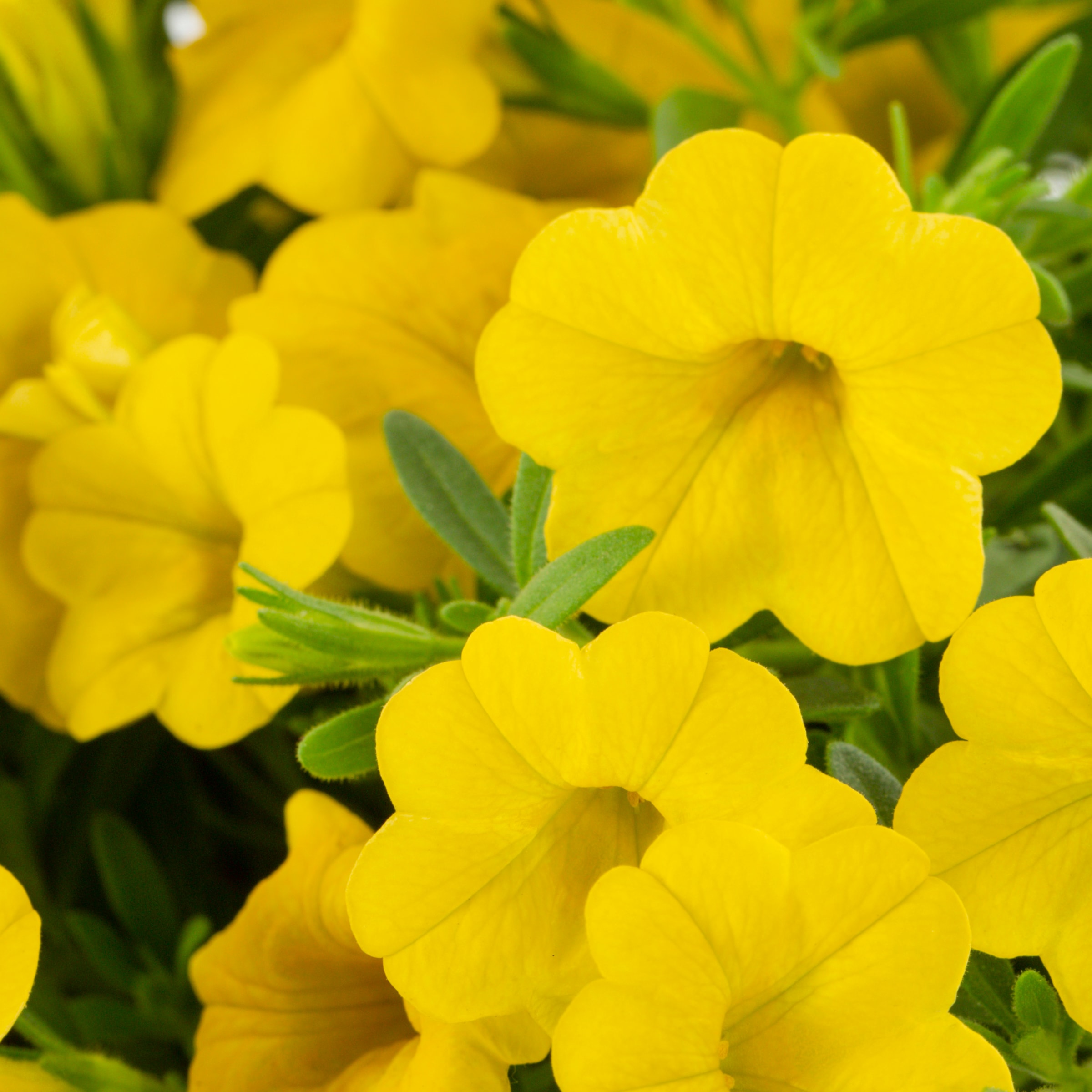 Proven Winners 4495 annuals - View #2