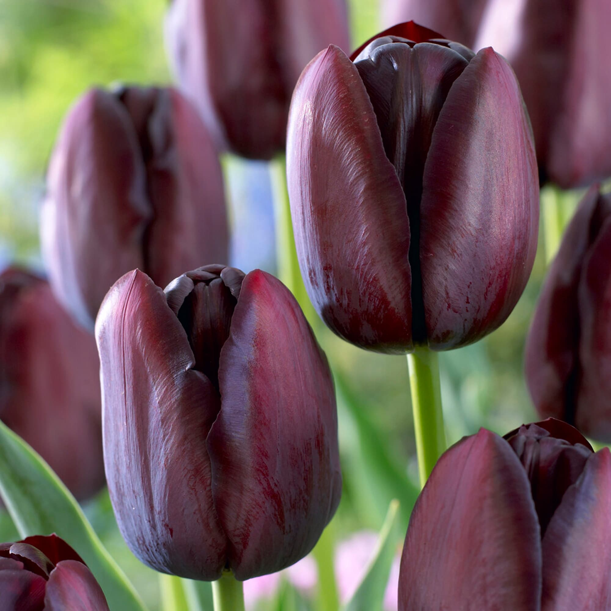 Garden State Bulb ECF-64-25-01 Purple Queen of the Night Single Late Tulip Bulbs 25 Count