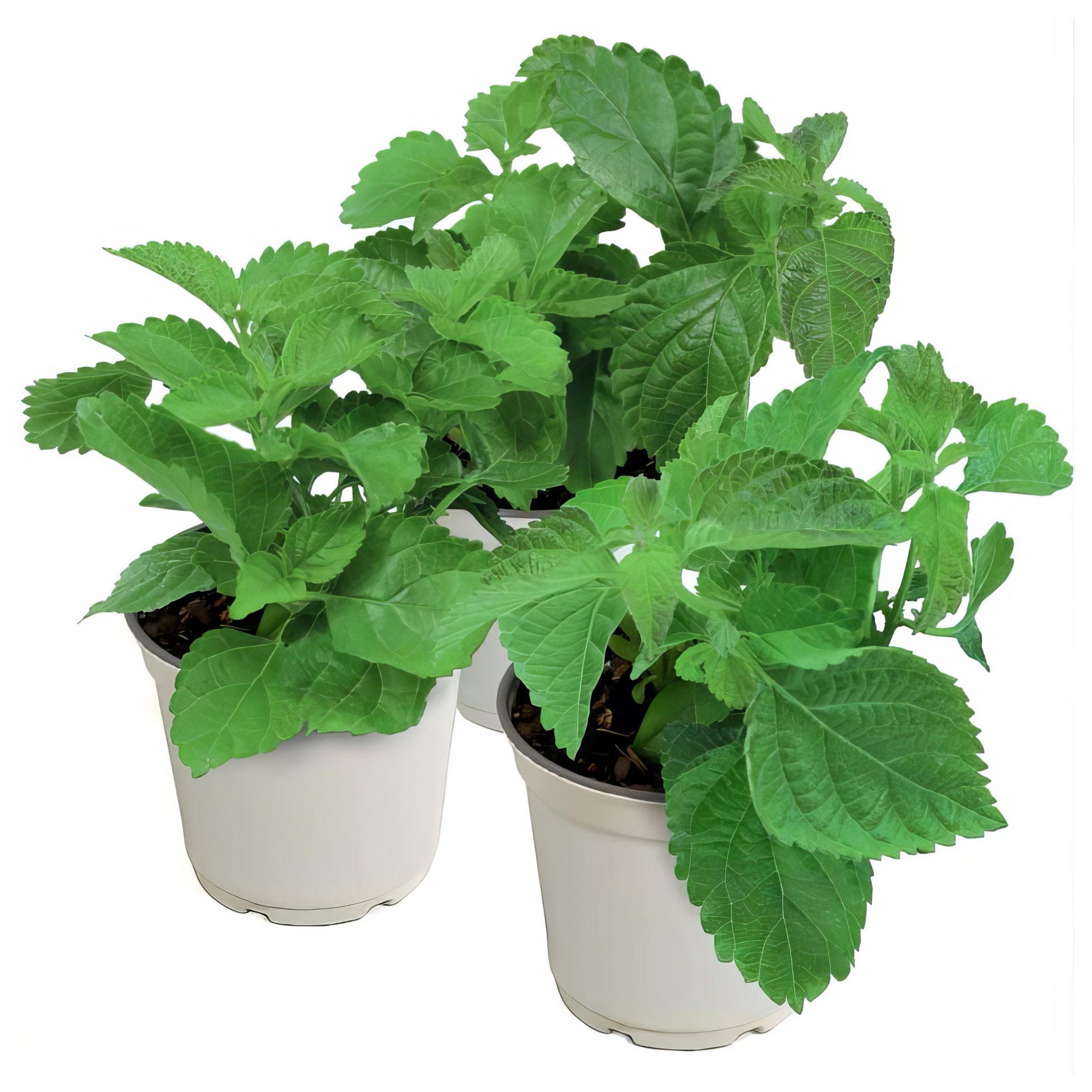 National Plant Network LW2153 annuals - View #11