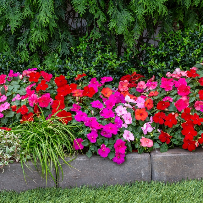 Metrolina Greenhouses Red Impatiens in 3 Quart Pot 3 Pack 4968 at Lowes com Metrolina Greenhouses Red Impatiens in 3 Quart Pot 3 Pack 4968 at Lowes com