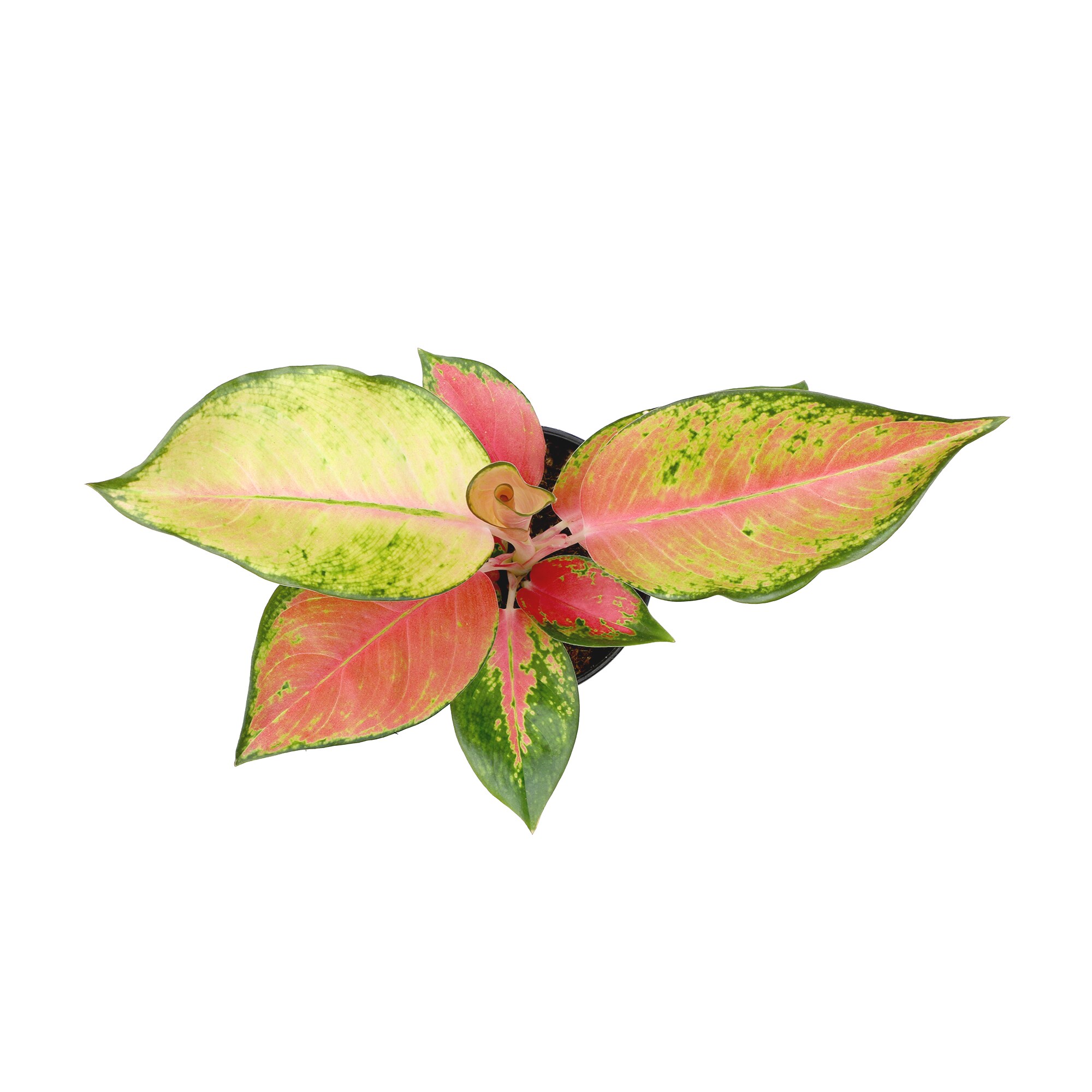 Altman Plants 0872987 hseplants - View #5