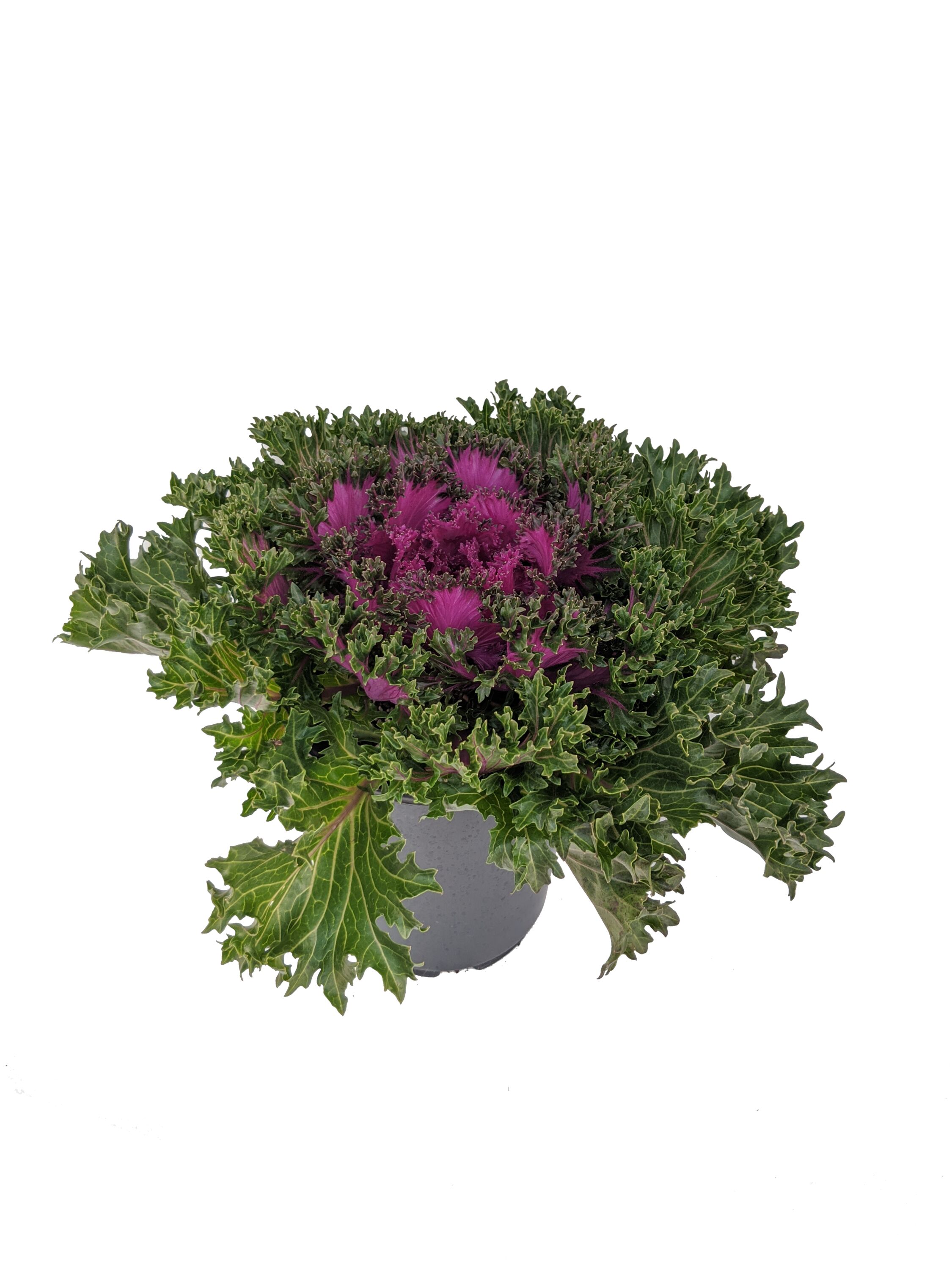  1173 perennials - View #3