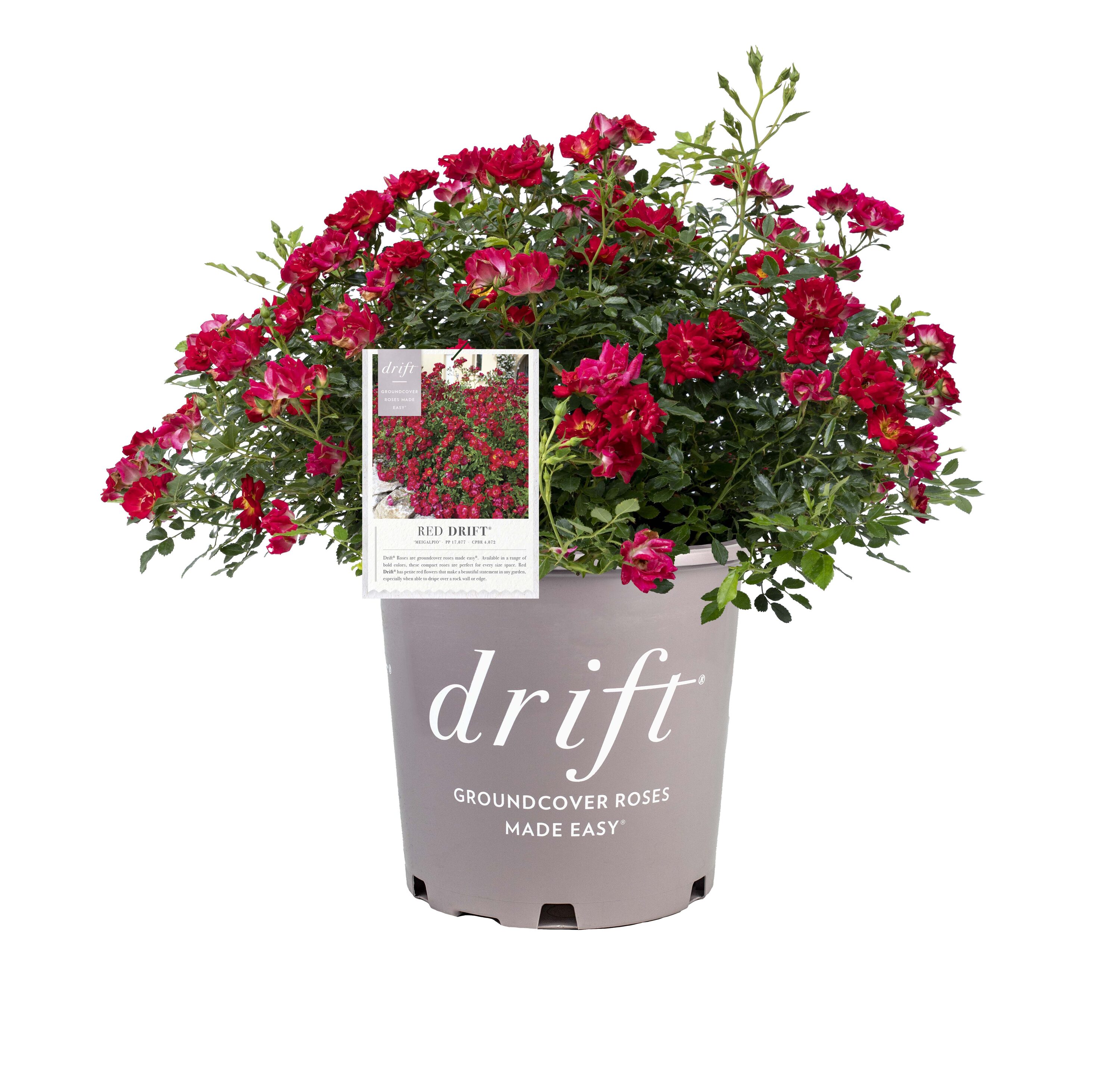 Drift Roses 62431-1 Red Red Drift Rose 1 -Gallon 1 -Pack in Pot