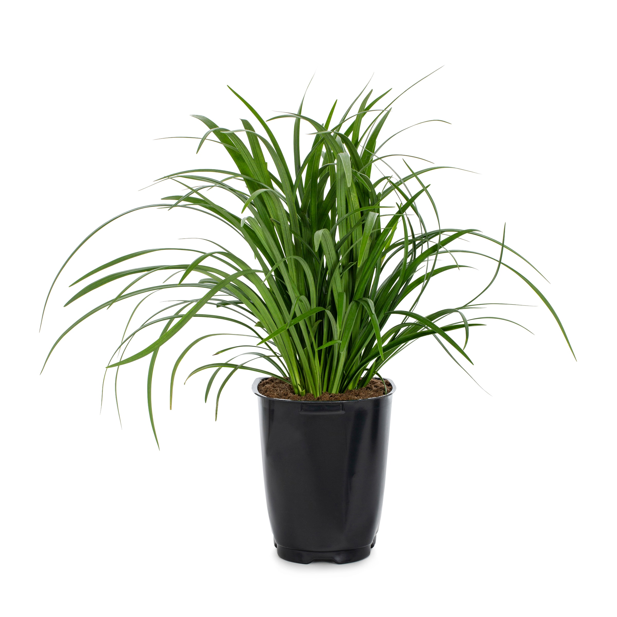 Lowe's 50652 Aztec Grass Plant in 2.5 -Quart