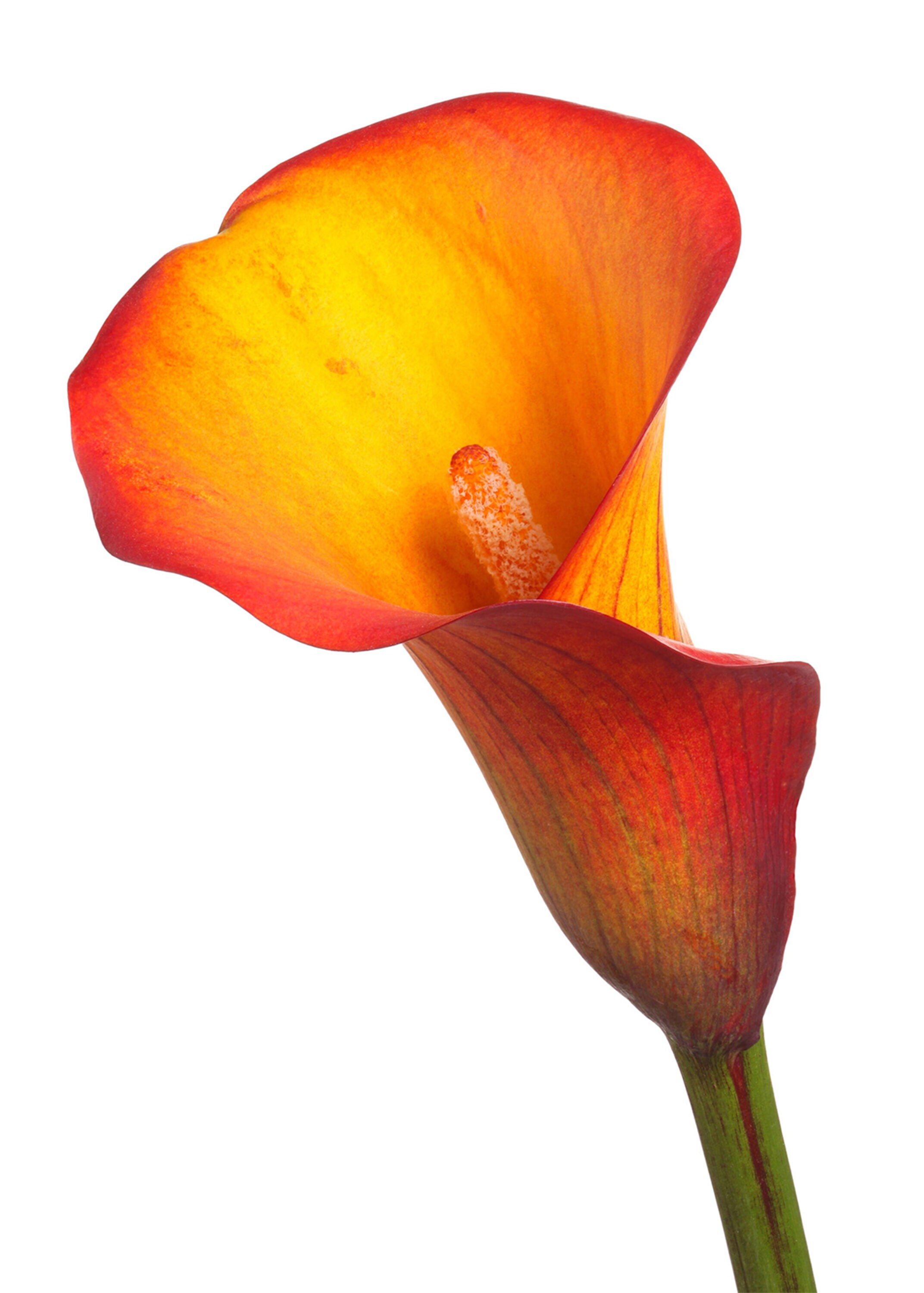  2452 perennials - View #8