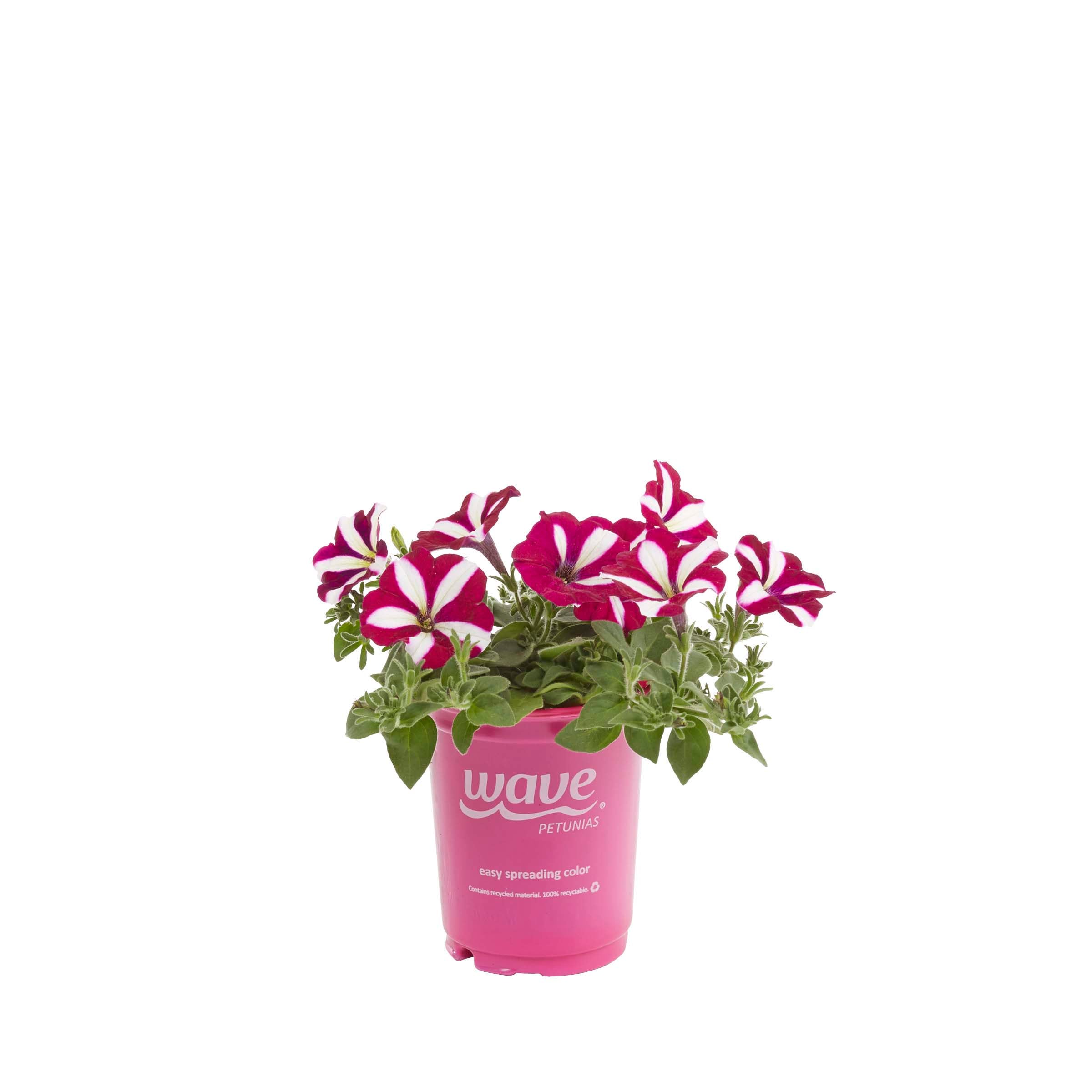 Lowe's 922705 annuals - View #3