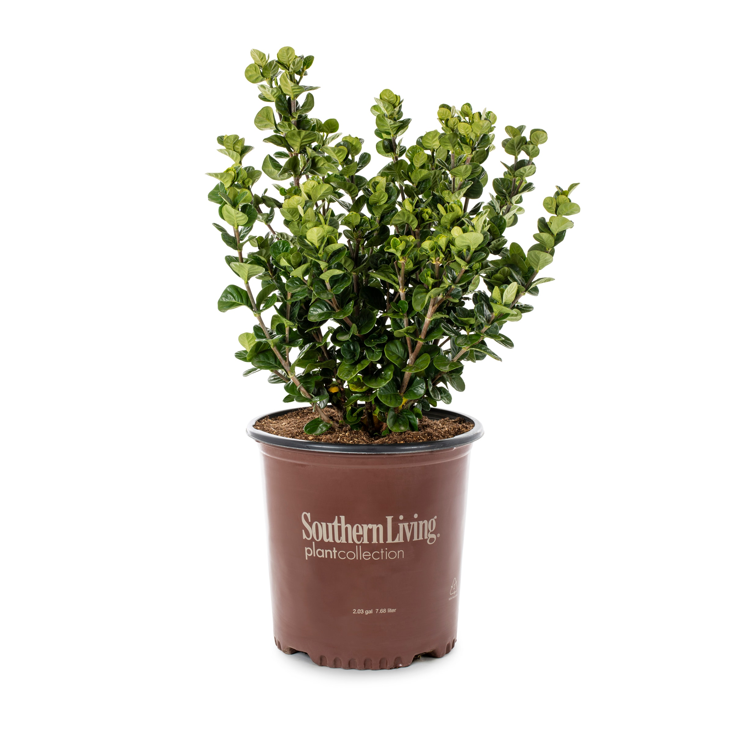 Southern Living 1612935 Diamond Spire Gardenia Flowering Shrub in 2 -Gallon Pot 1 -Pack with White Blooms